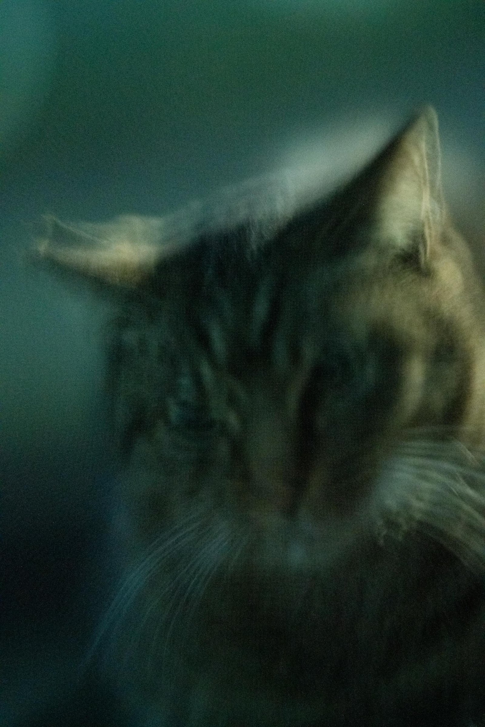 London Photography Awards Winner - A fugitive soul