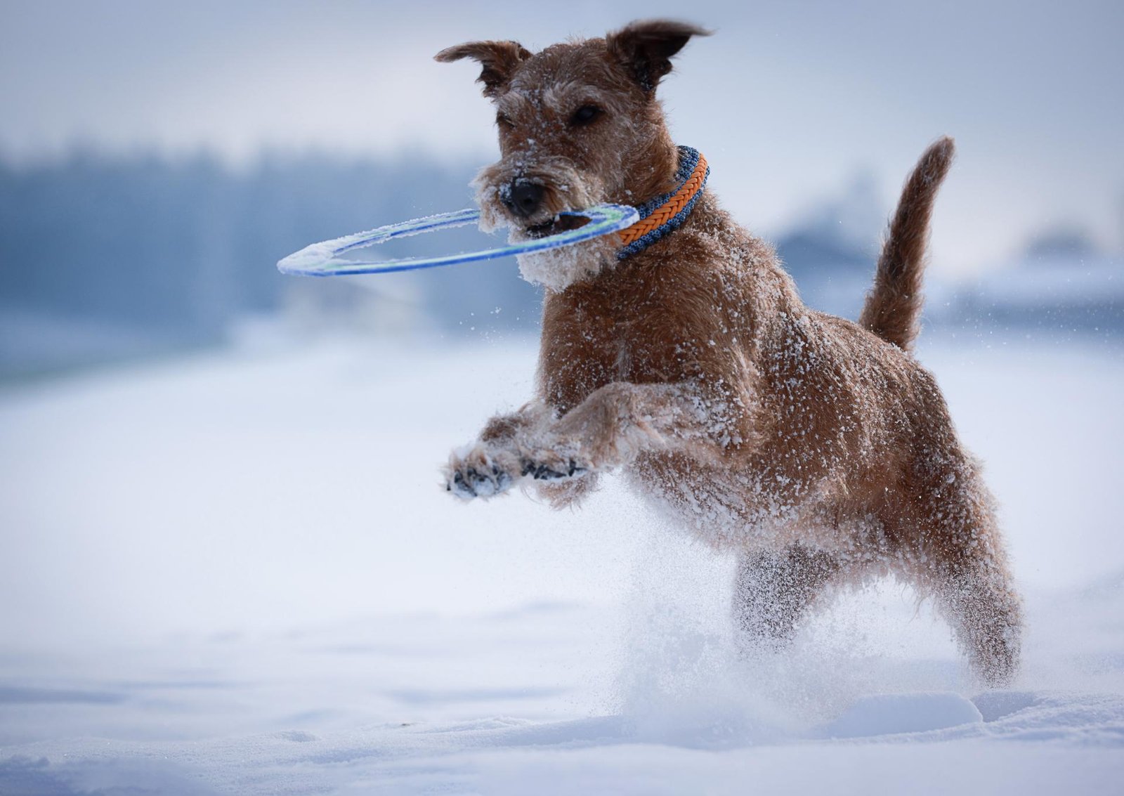 London Photography Awards Winner - Animal Winter Sports Challenge