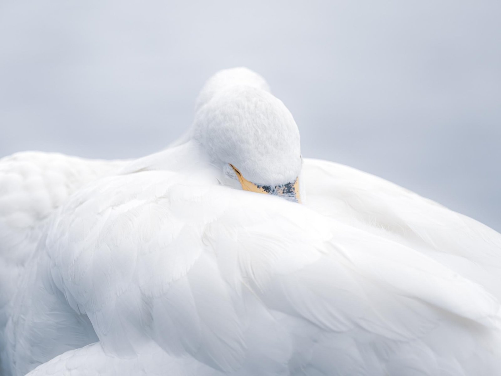 London Photography Awards Winner - White Sleep