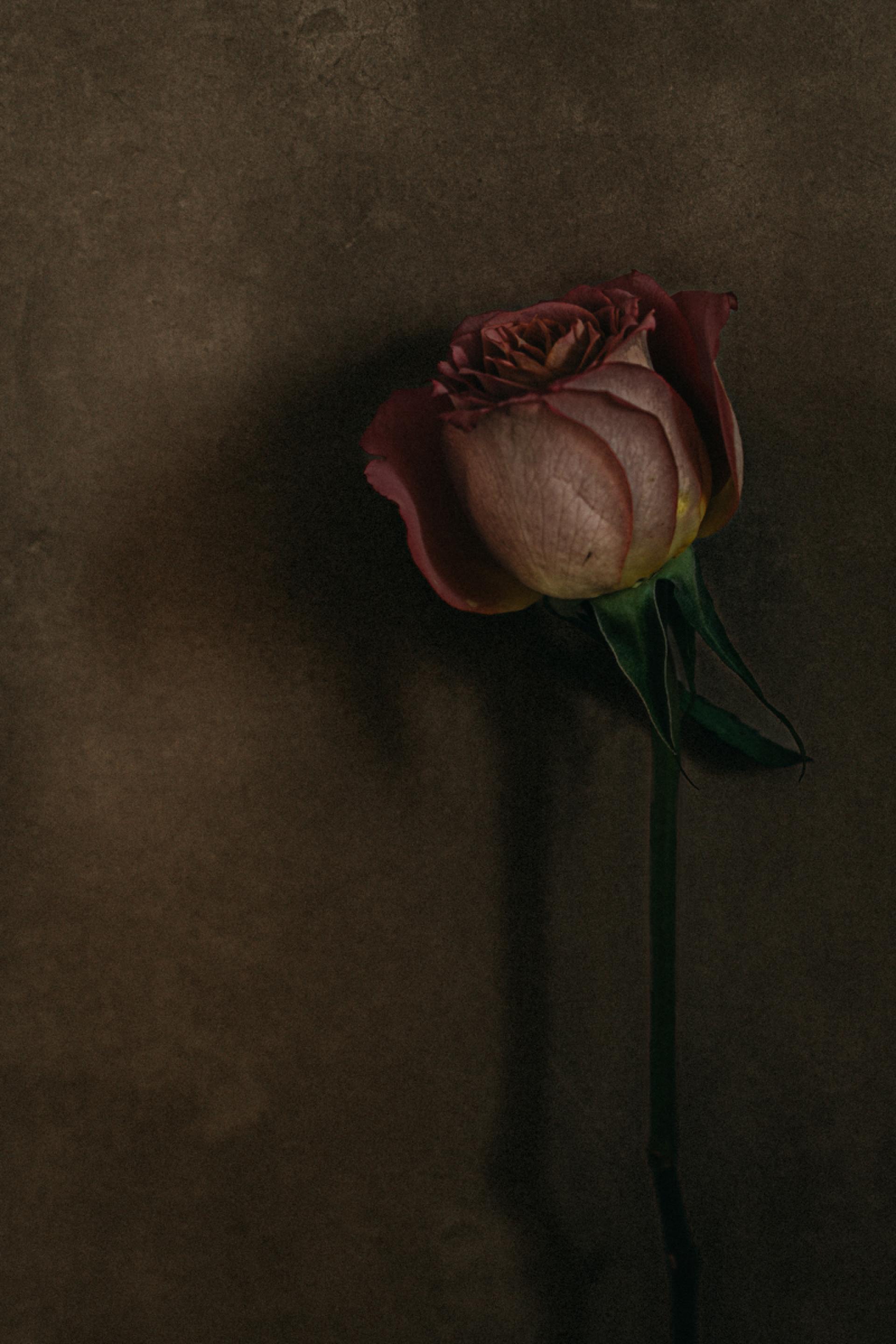 London Photography Awards Winner - Roses