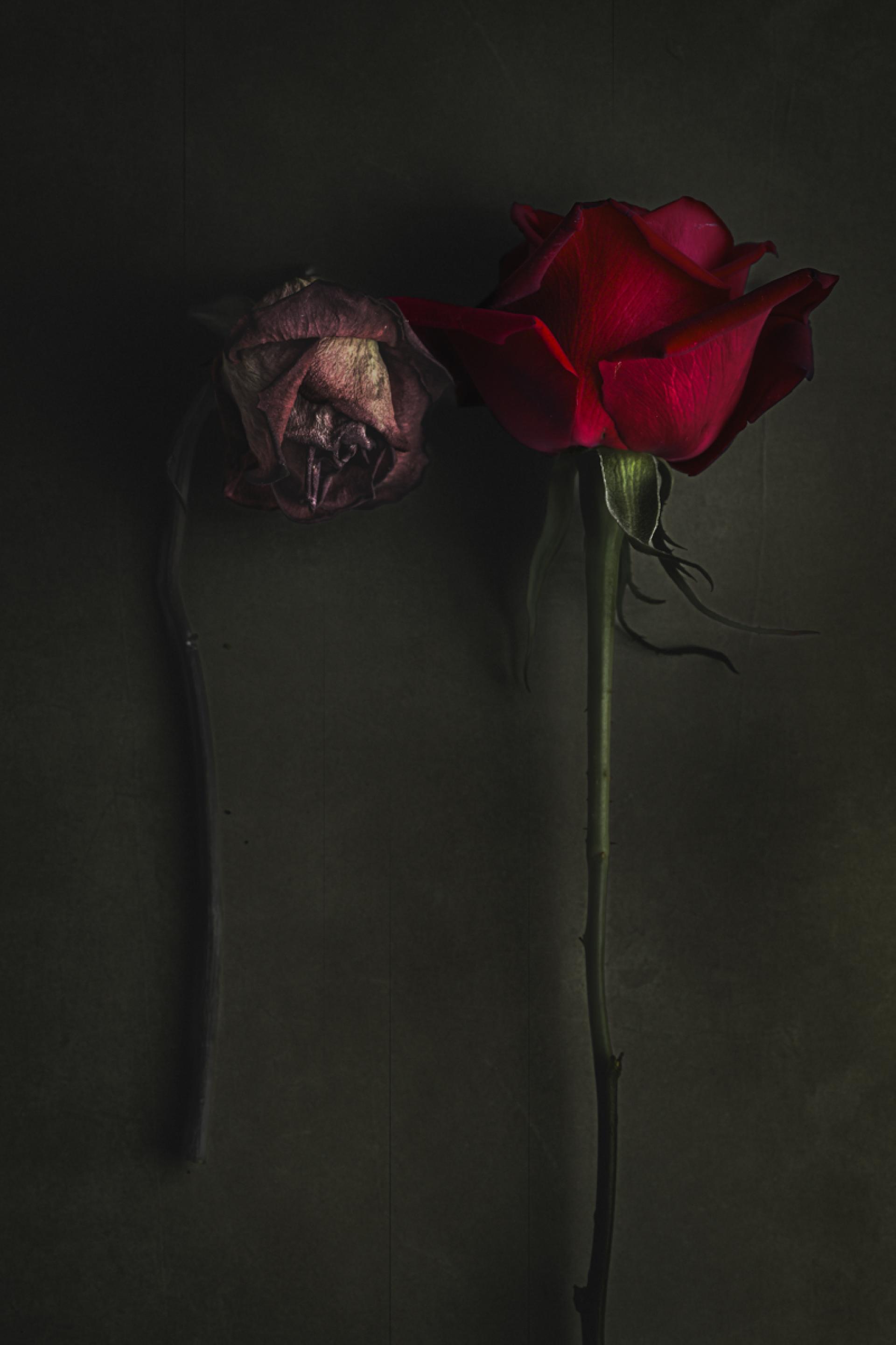 London Photography Awards Winner - Roses
