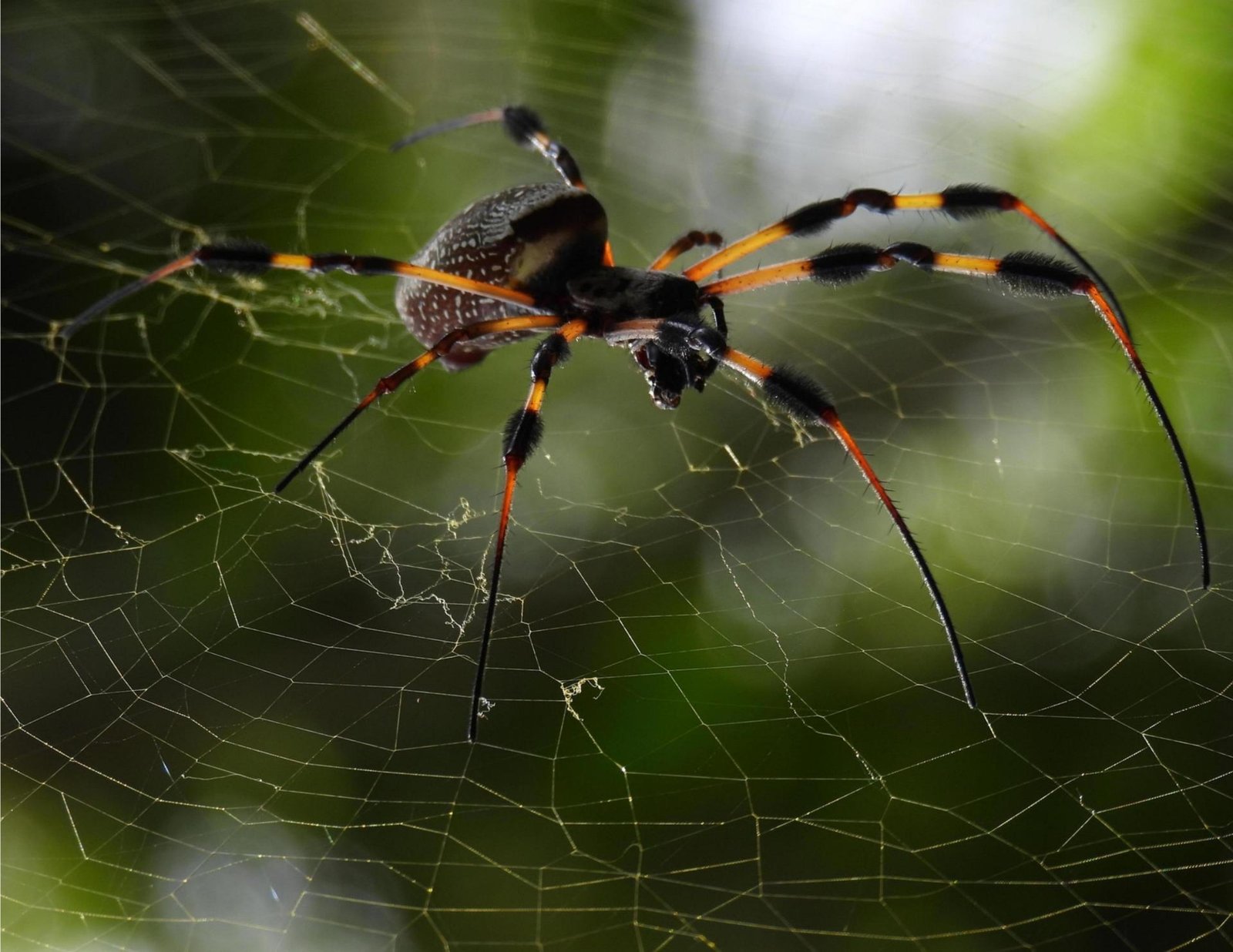 London Photography Awards Winner - Spider and Web
