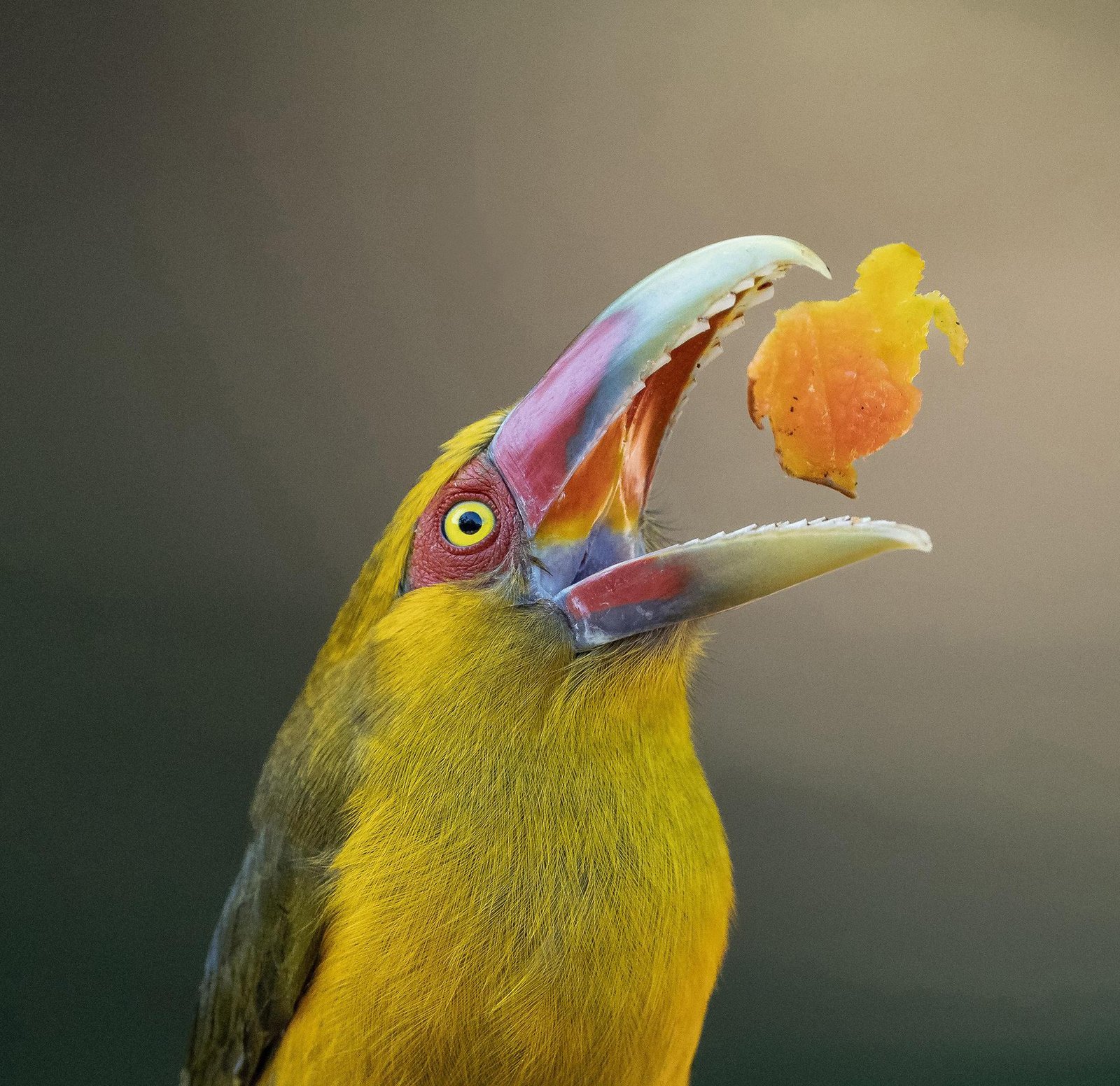 London Photography Awards Winner - S1: Papaya Delight