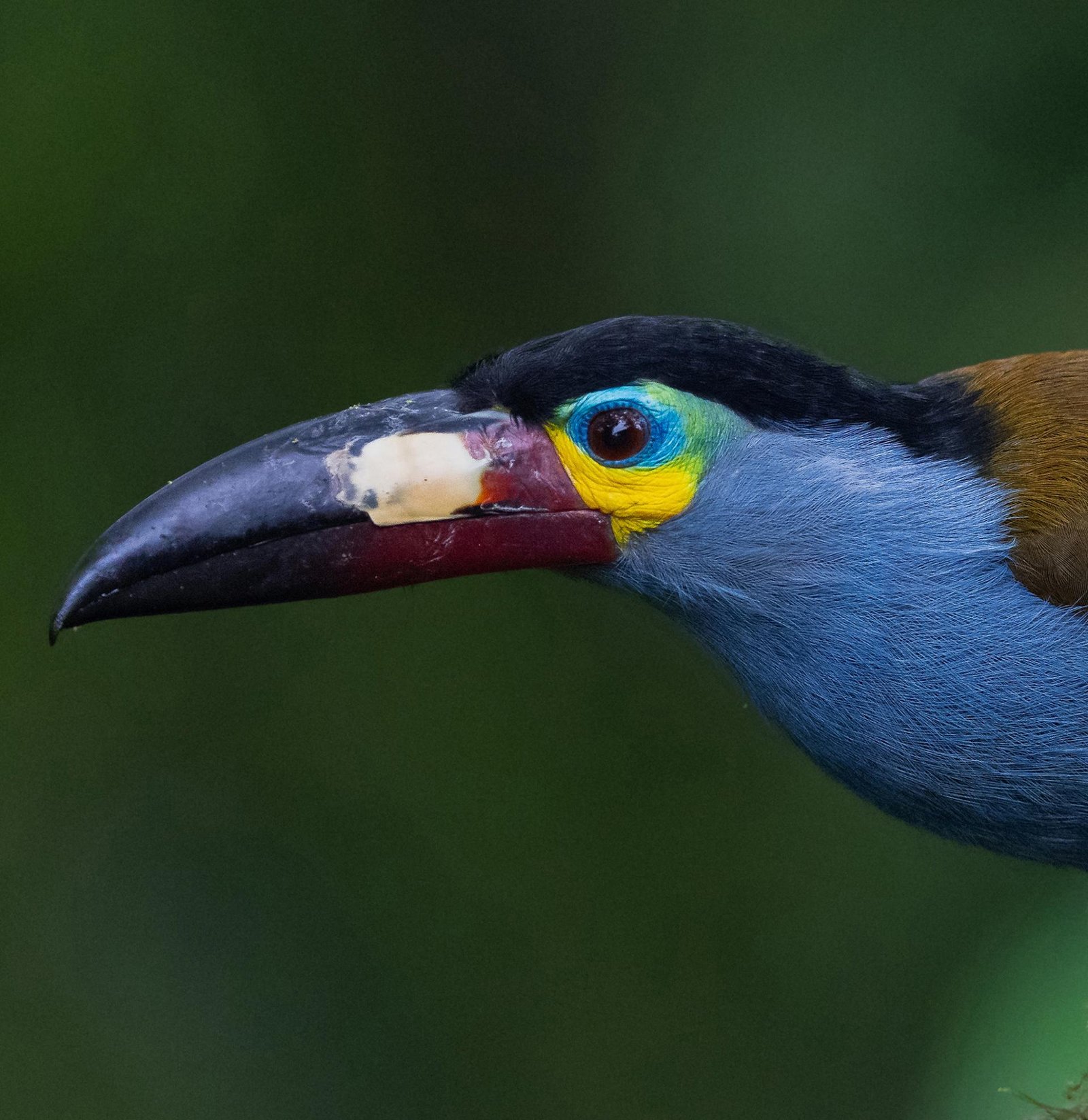 London Photography Awards Winner - S4: Toucan Beauty
