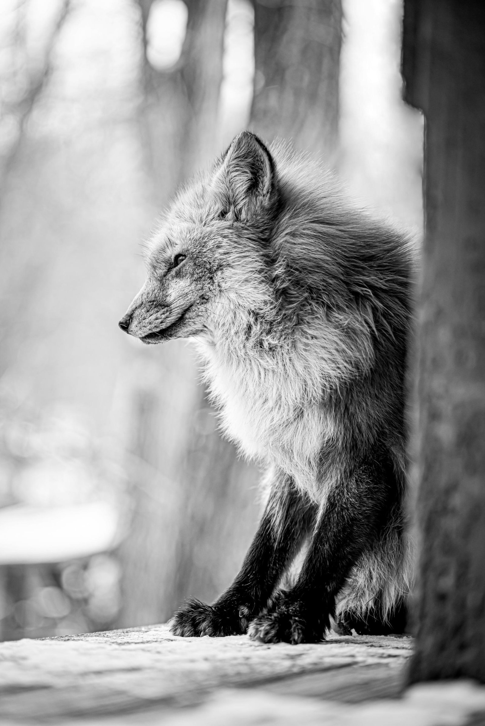 London Photography Awards Winner - Never Cry Fox