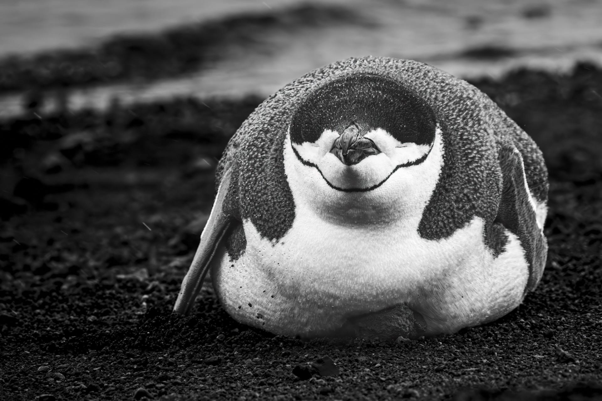 London Photography Awards Winner - Meditation
