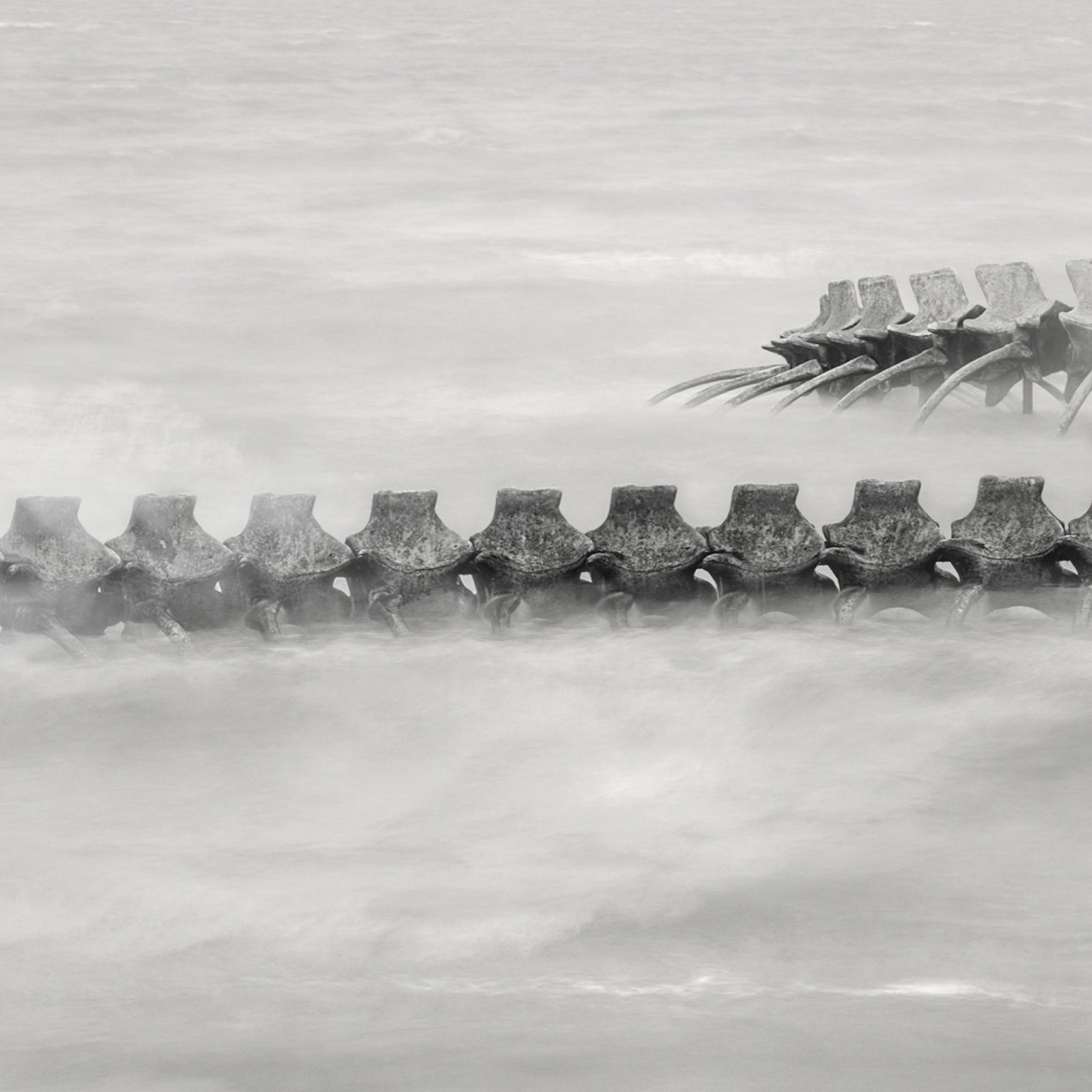 London Photography Awards Winner - Serpent d’Océan 