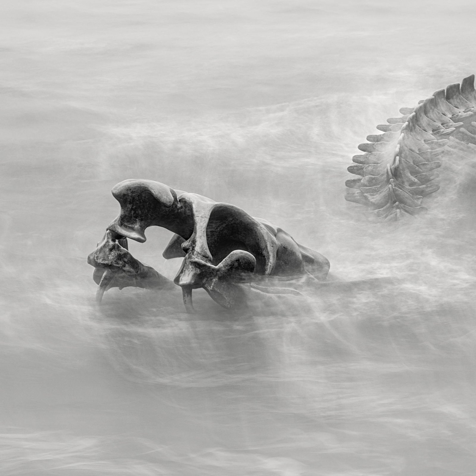 London Photography Awards Winner - Serpent d’Océan 