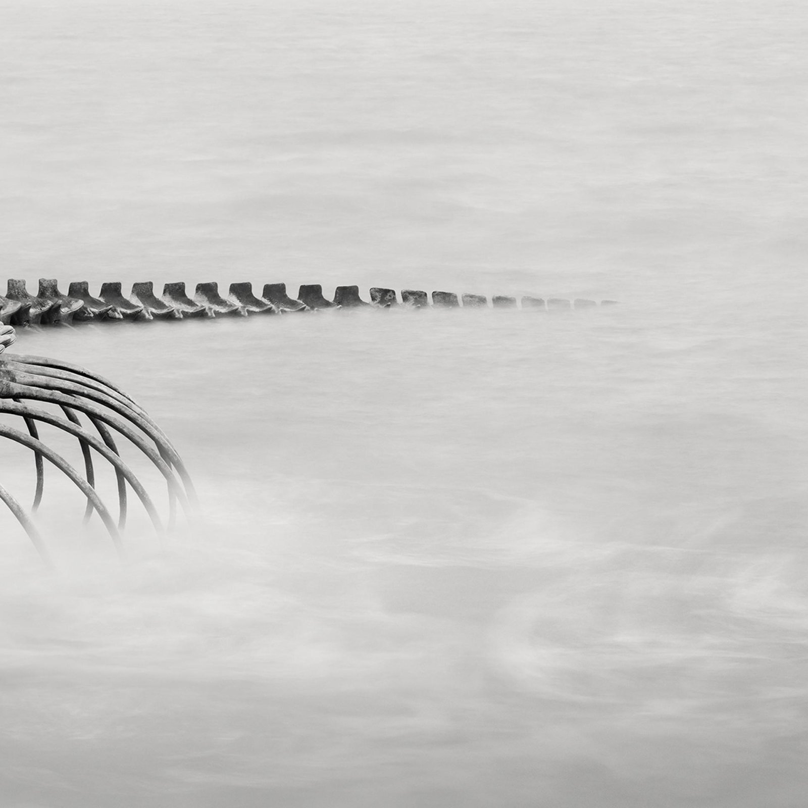 London Photography Awards Winner - Serpent d’Océan 
