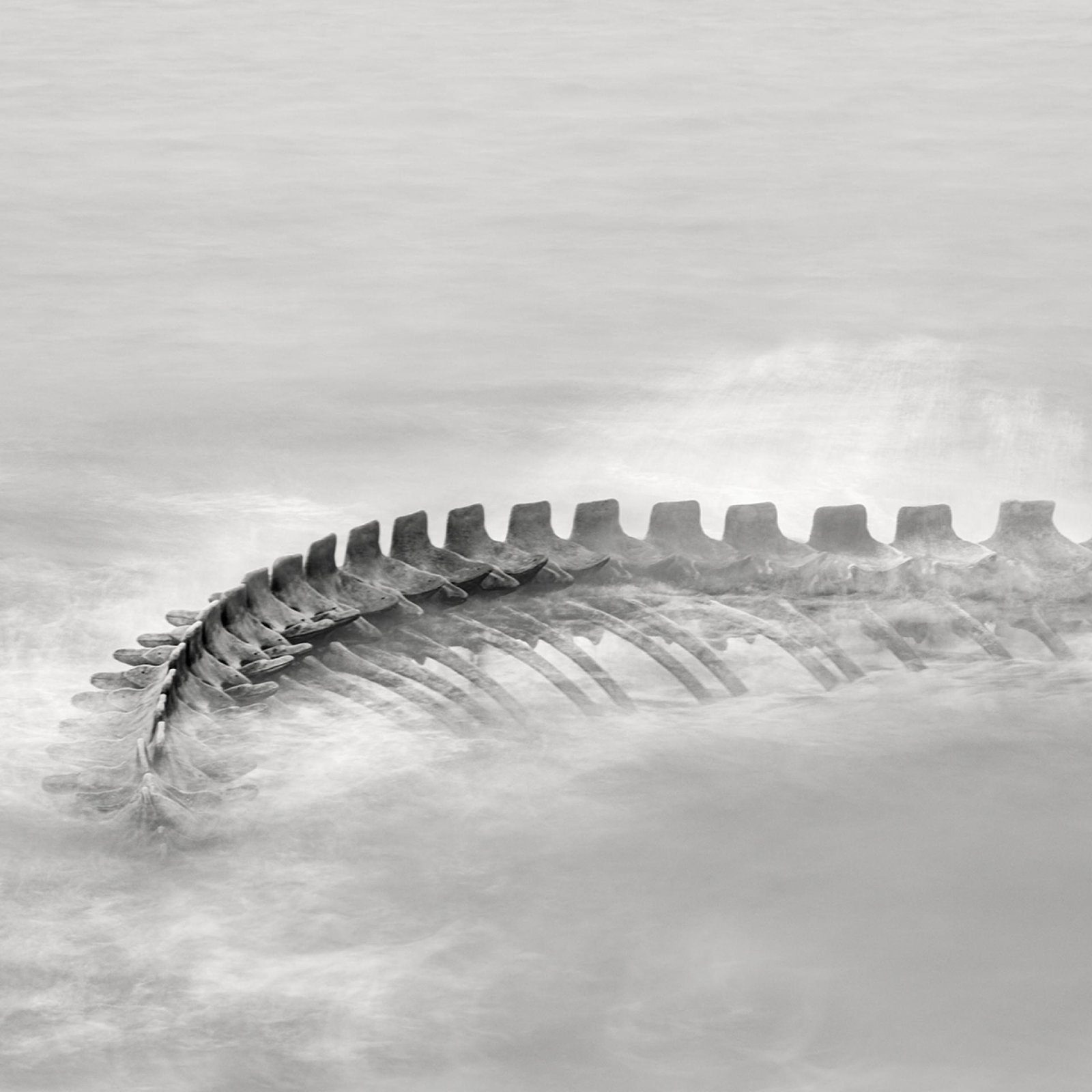 London Photography Awards Winner - Serpent d’Océan 
