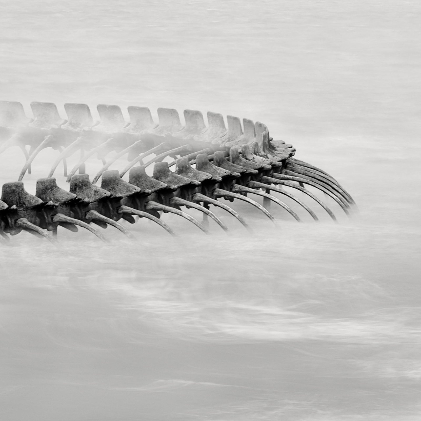 London Photography Awards Winner - Serpent d’Océan 