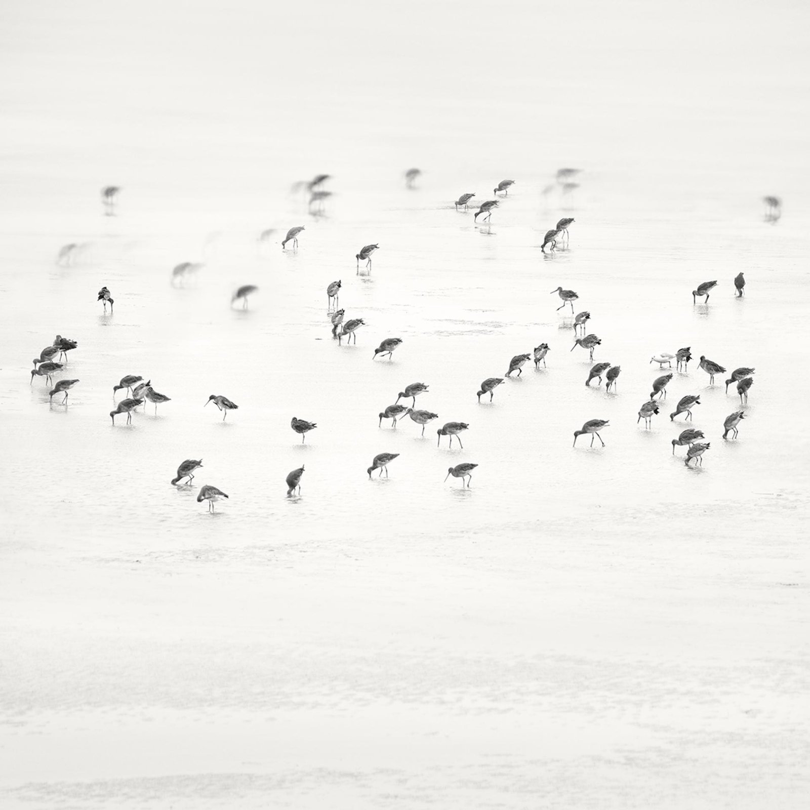 London Photography Awards Winner - Low Tide. Coastal Birds 