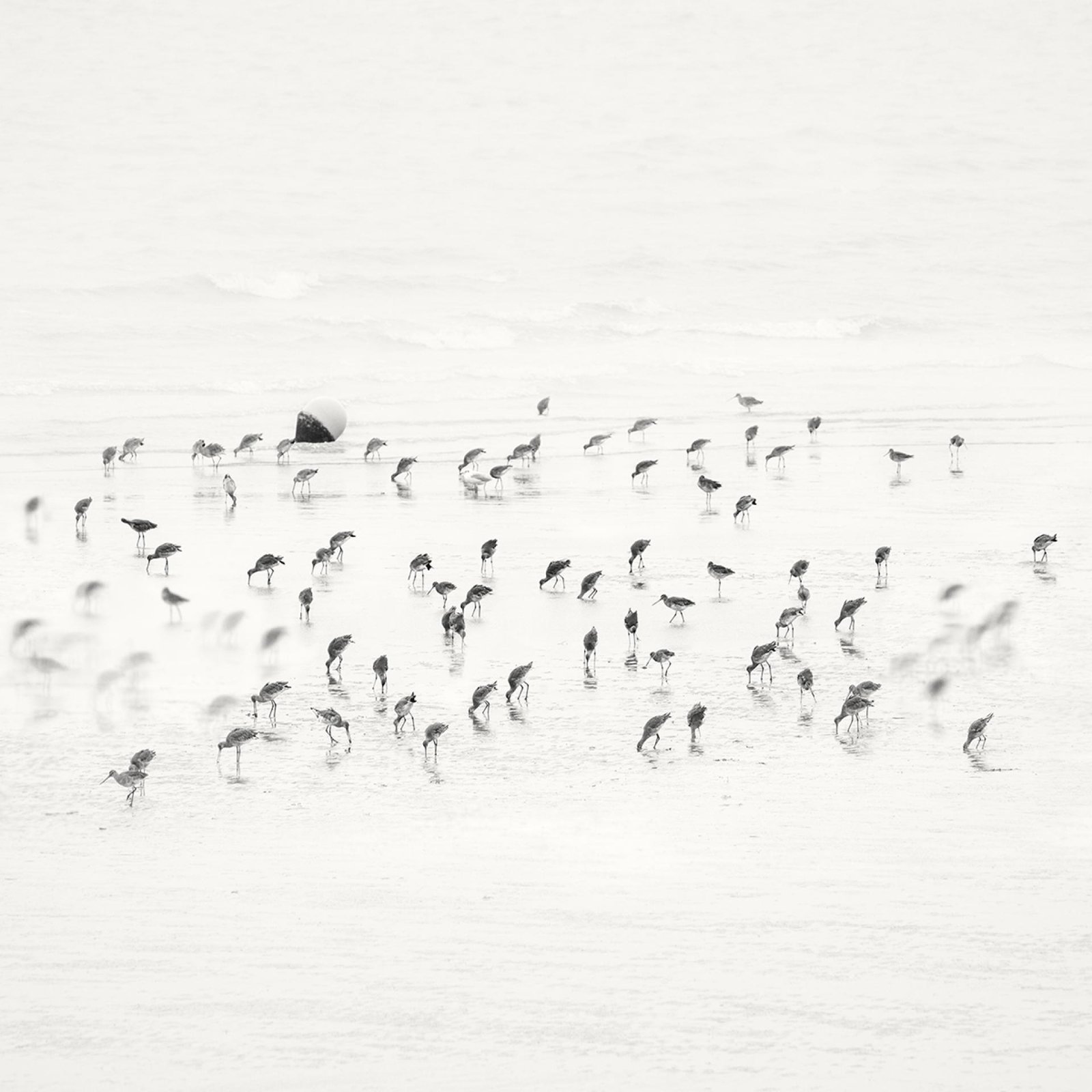 London Photography Awards Winner - Low Tide. Coastal Birds 