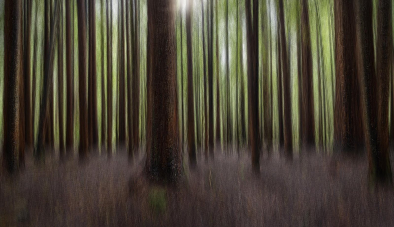 London Photography Awards Winner - Redwood Forest