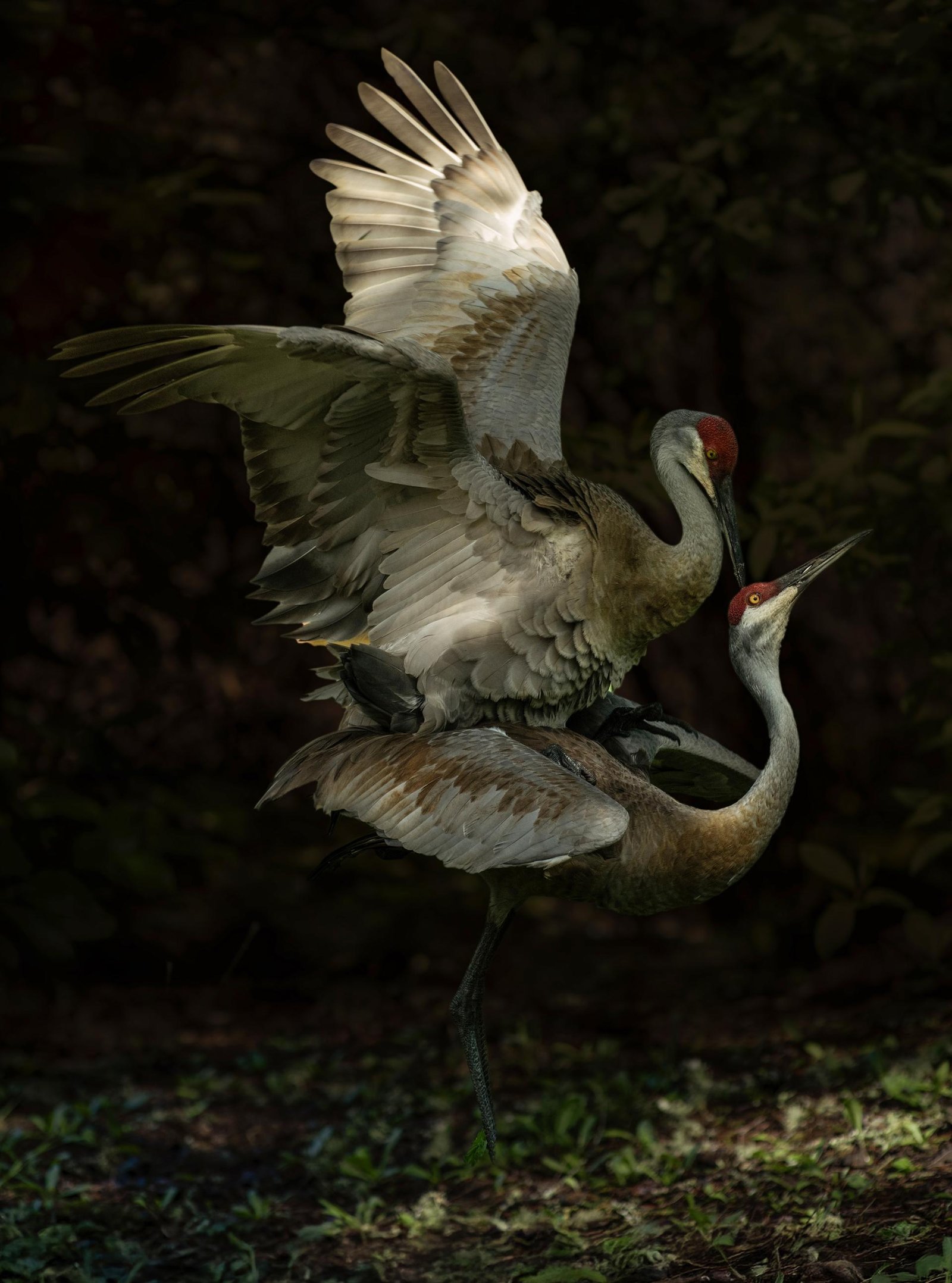 London Photography Awards Winner - Amore