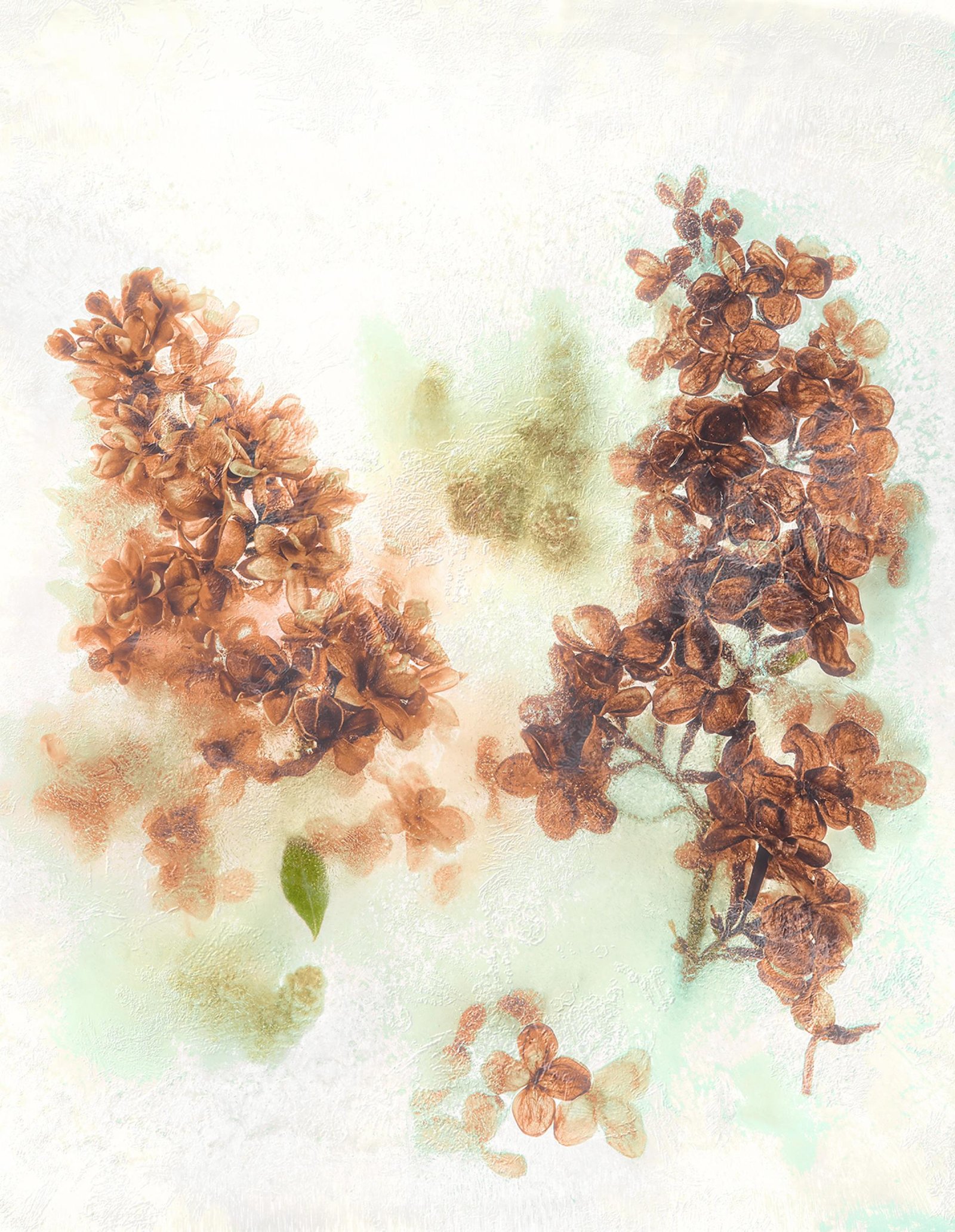 London Photography Awards Winner - Frozen Beauty