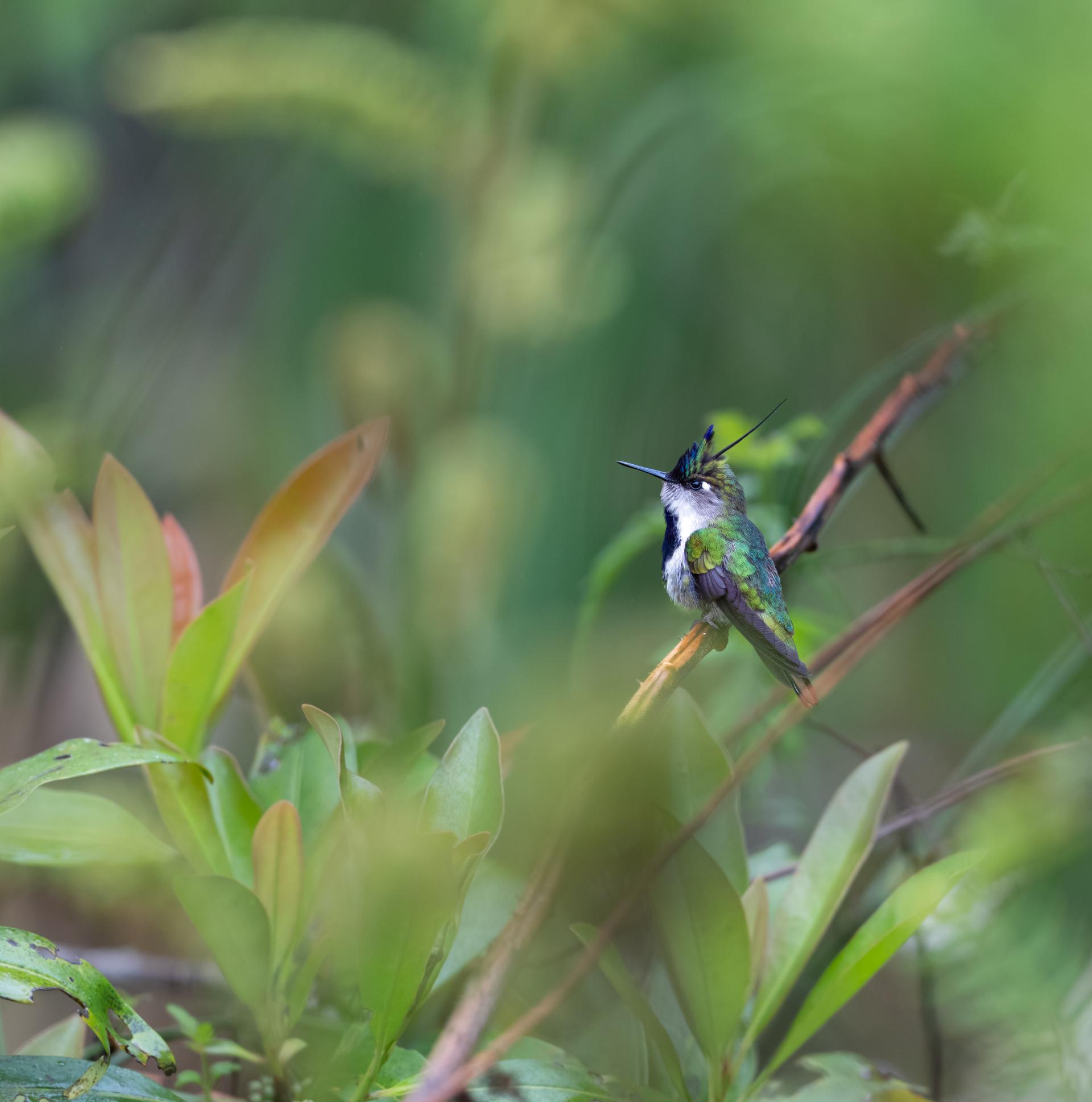 London Photography Awards Winner - Fairytail Bird