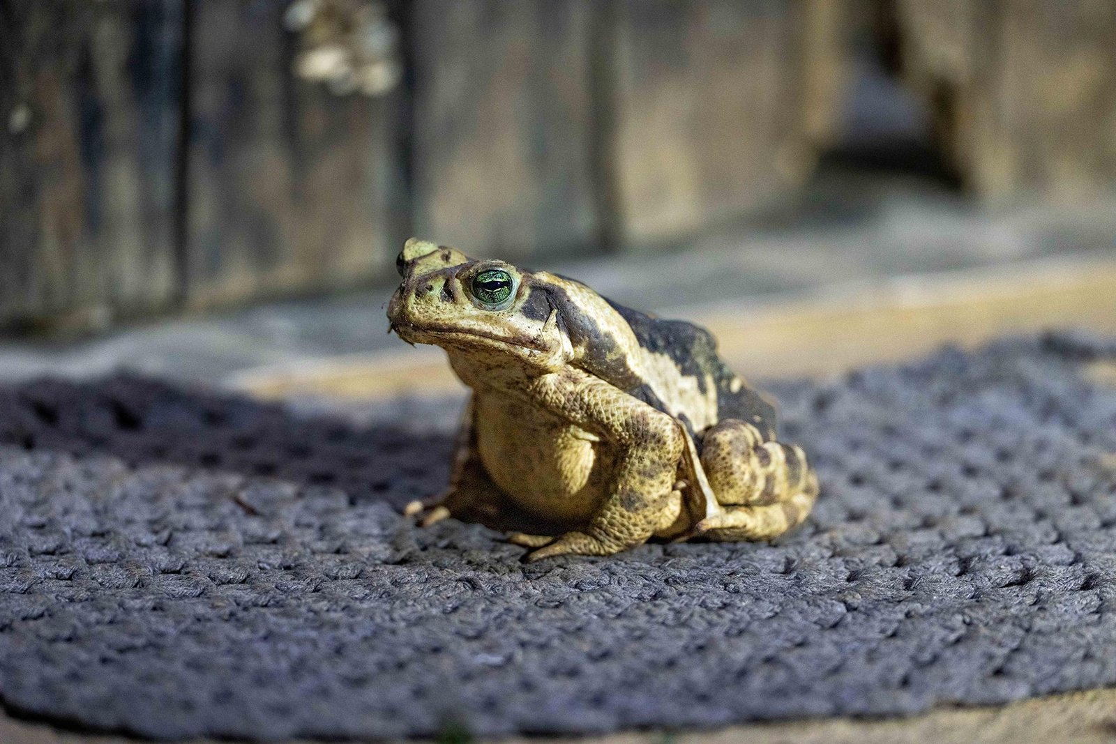 London Photography Awards Winner - Toad ante Portas