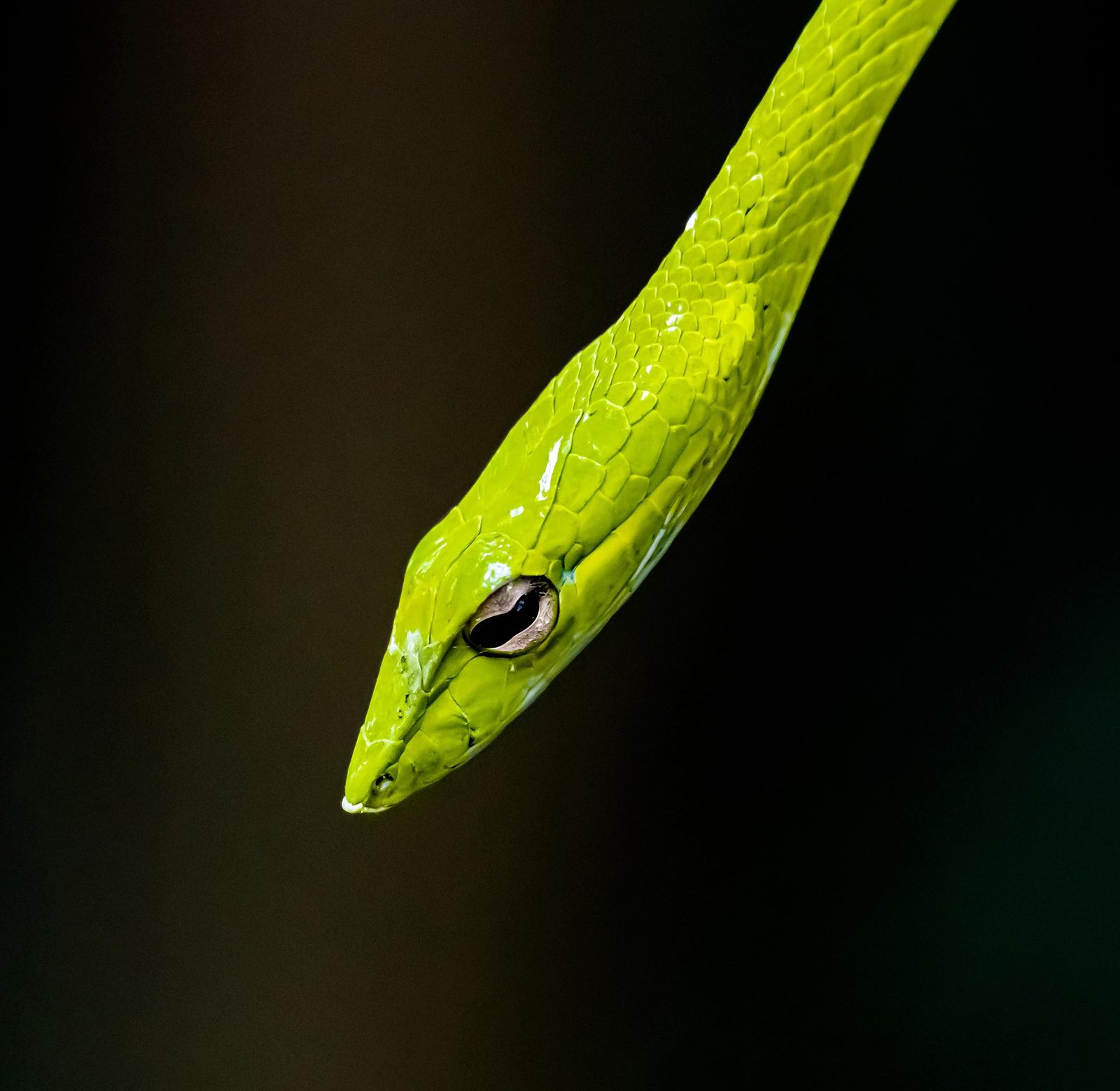 London Photography Awards Winner - Just Green