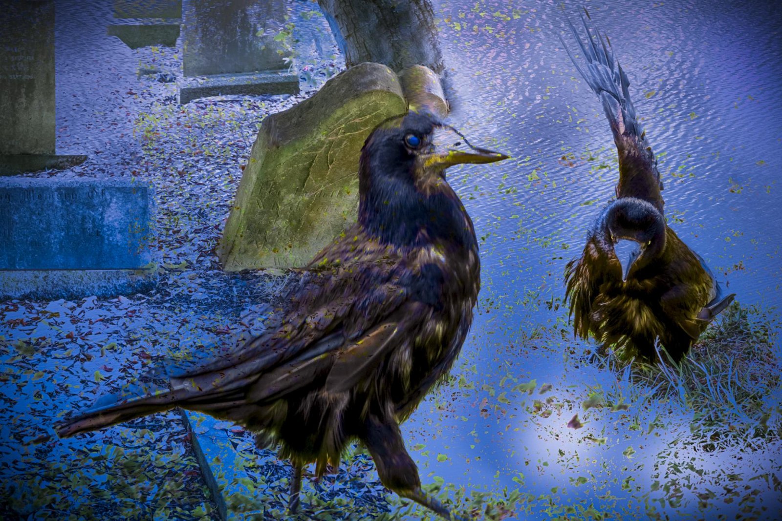 London Photography Awards Winner - The Birds