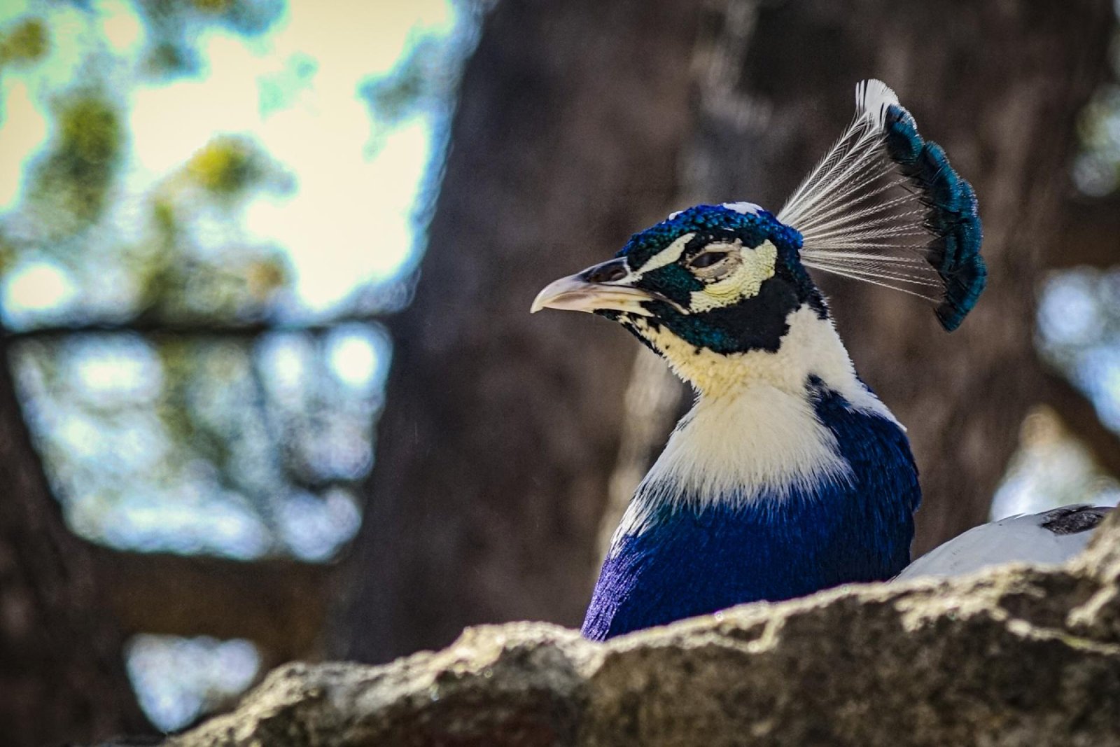 London Photography Awards Winner - The Birds