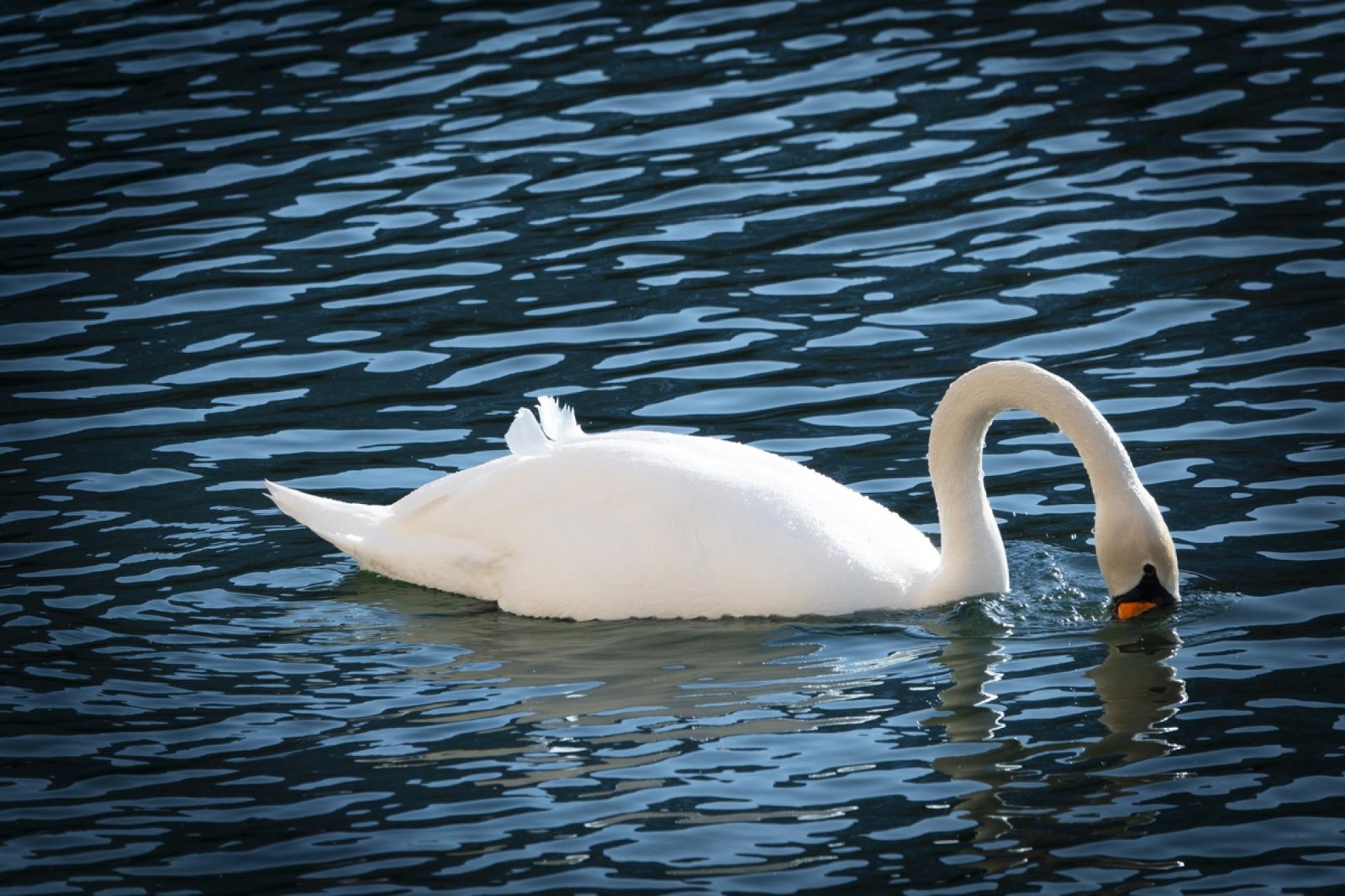 London Photography Awards Winner - The Birds