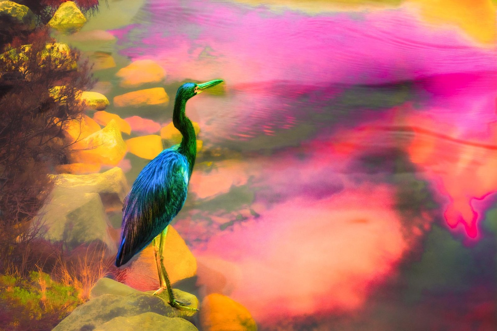 London Photography Awards Winner - The Birds