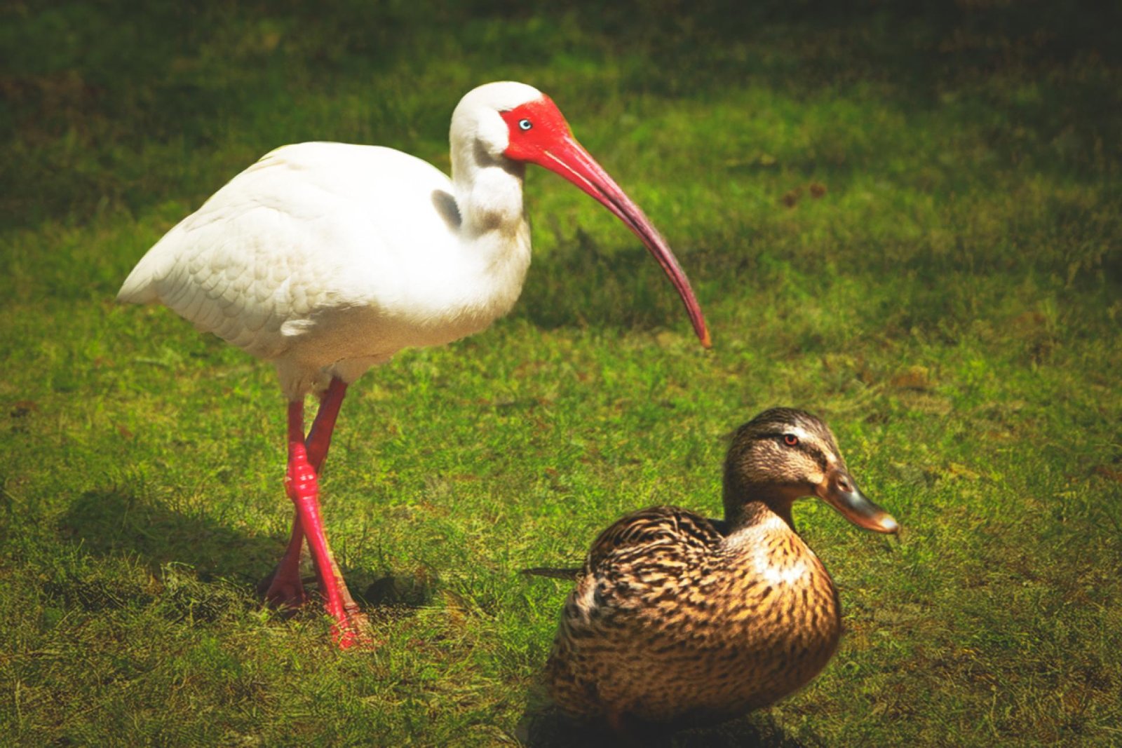 London Photography Awards Winner - The Birds