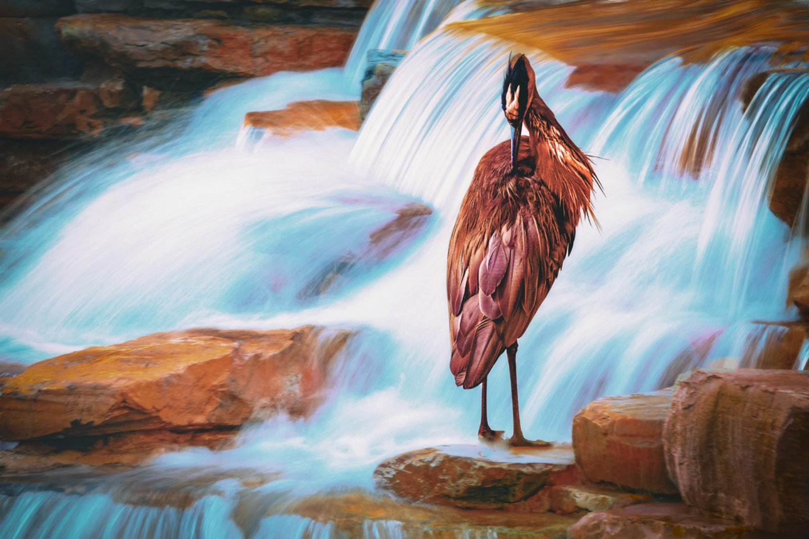 London Photography Awards Winner - The Birds