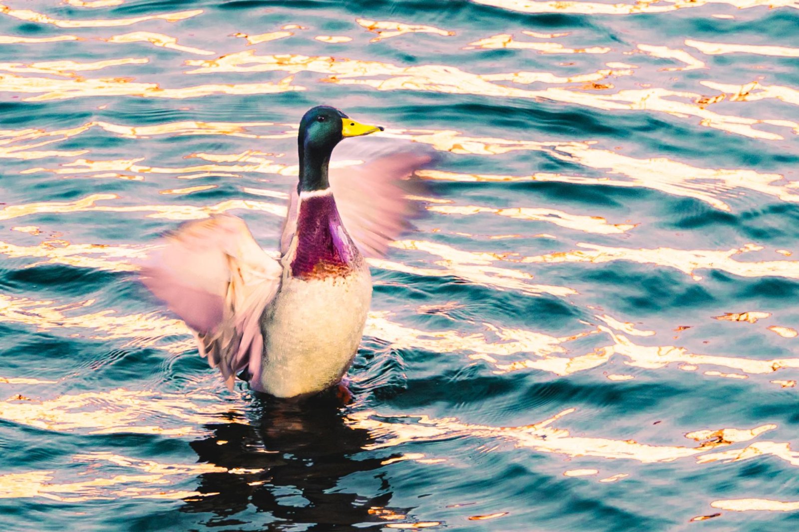London Photography Awards Winner - The Birds