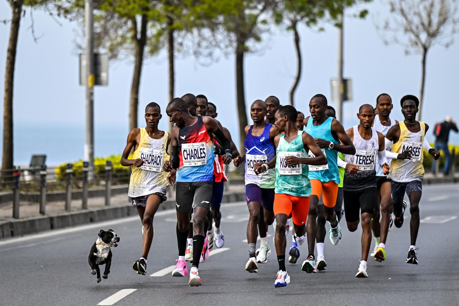 London Photography Awards Winner - A dog running in the Istanbul Half Marathon