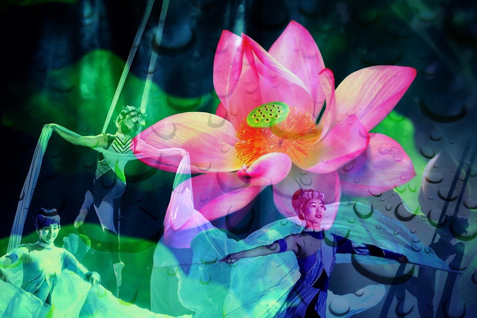 London Photography Awards Winner - Lotus Reverie: A Dreamlike Dance of Life