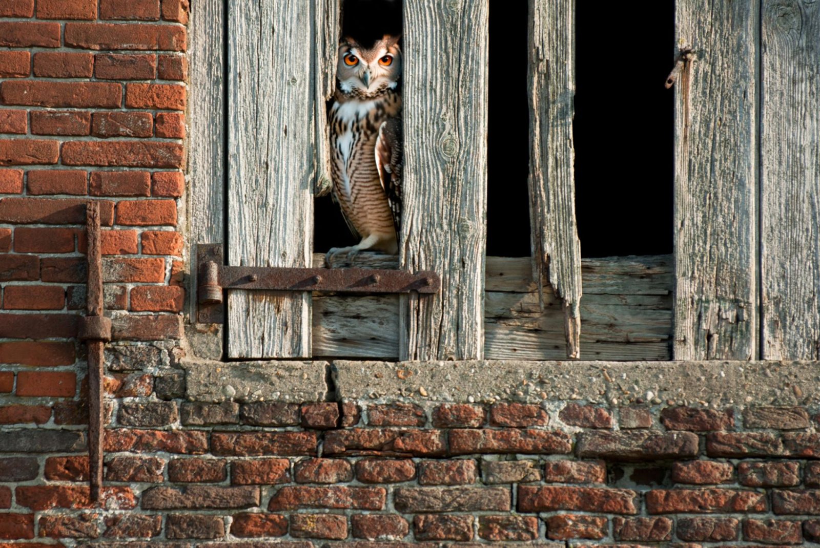 London Photography Awards Winner - little owl on the old farmhouse