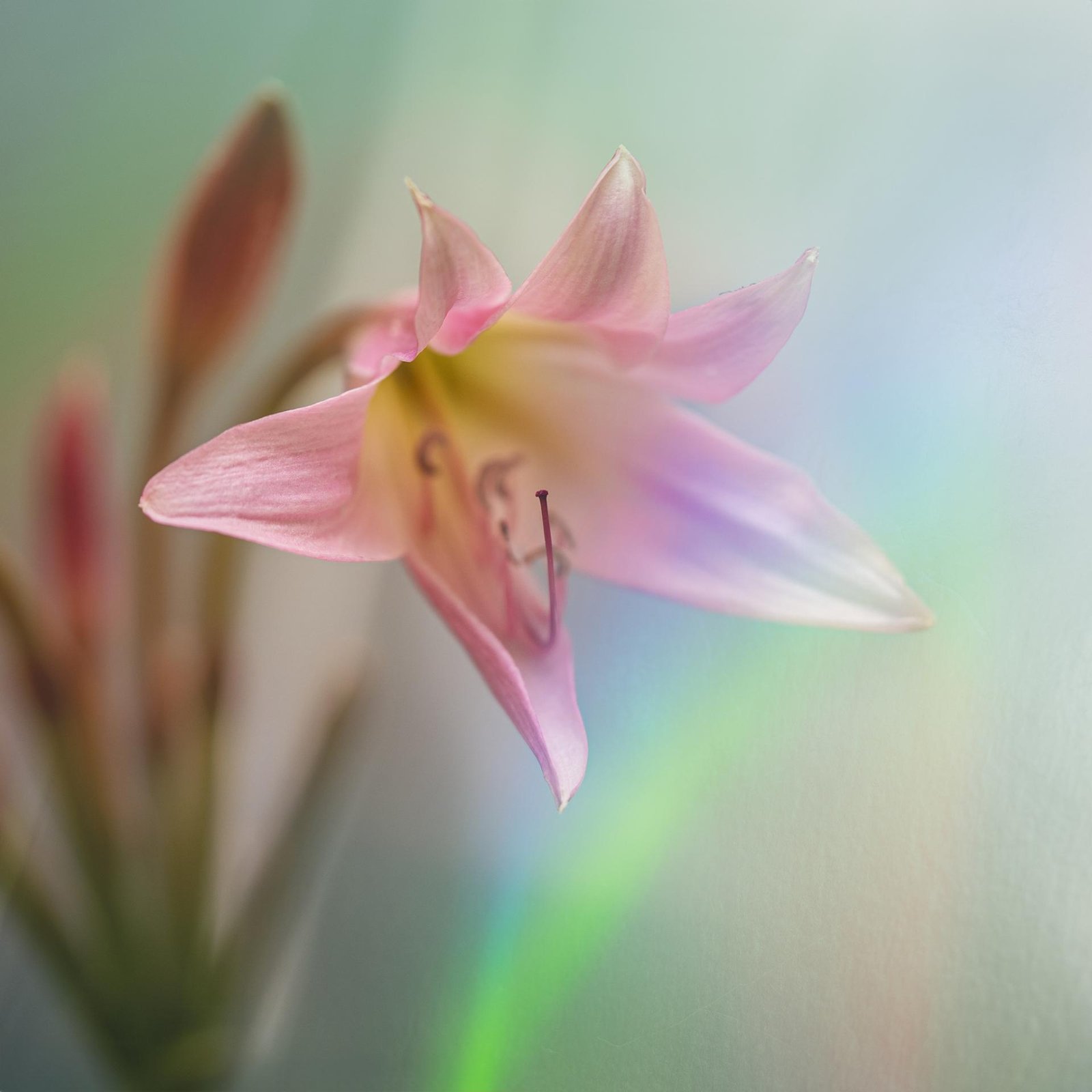 London Photography Awards Winner - Flower Portraits