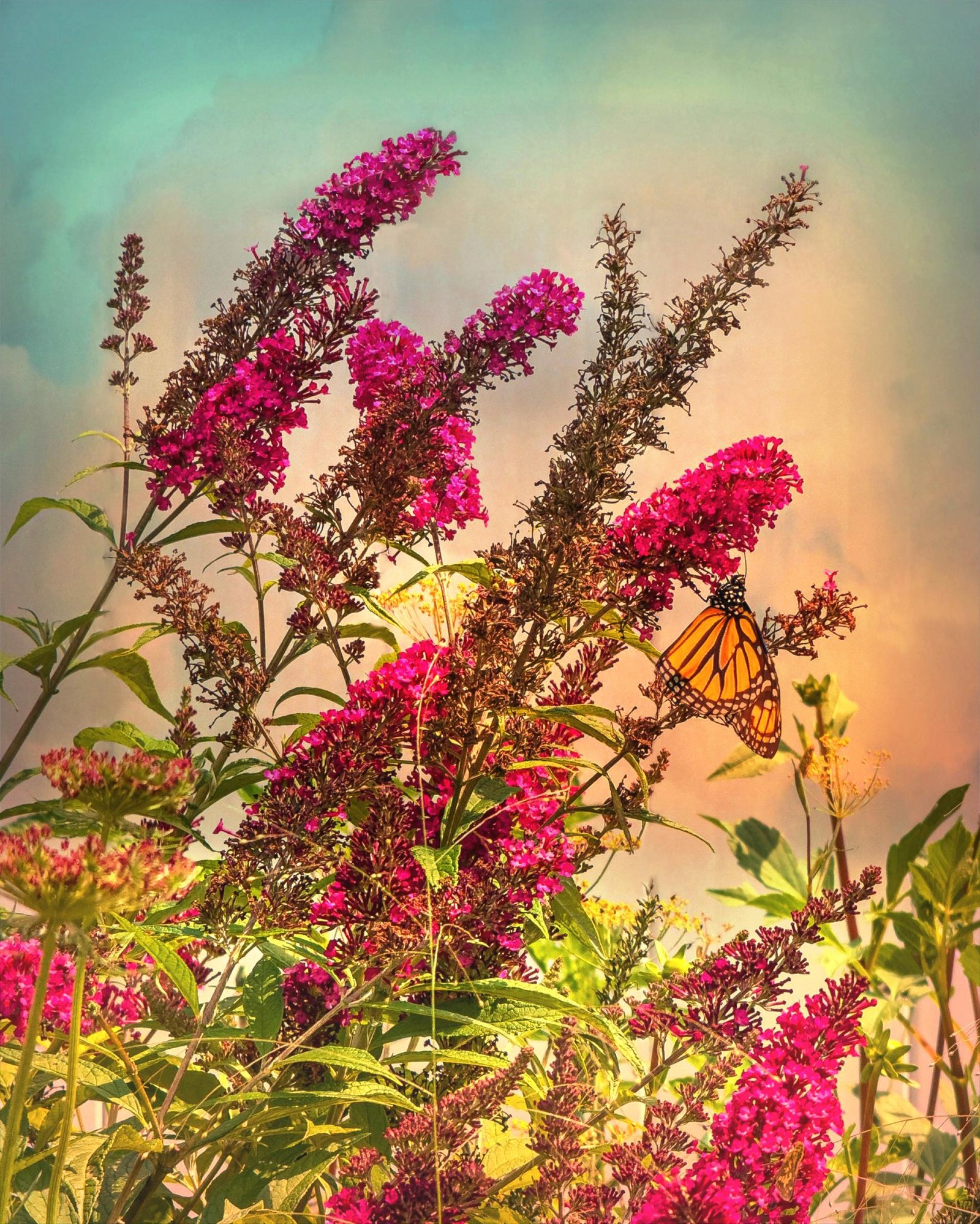 London Photography Awards Winner - Flower Portraits