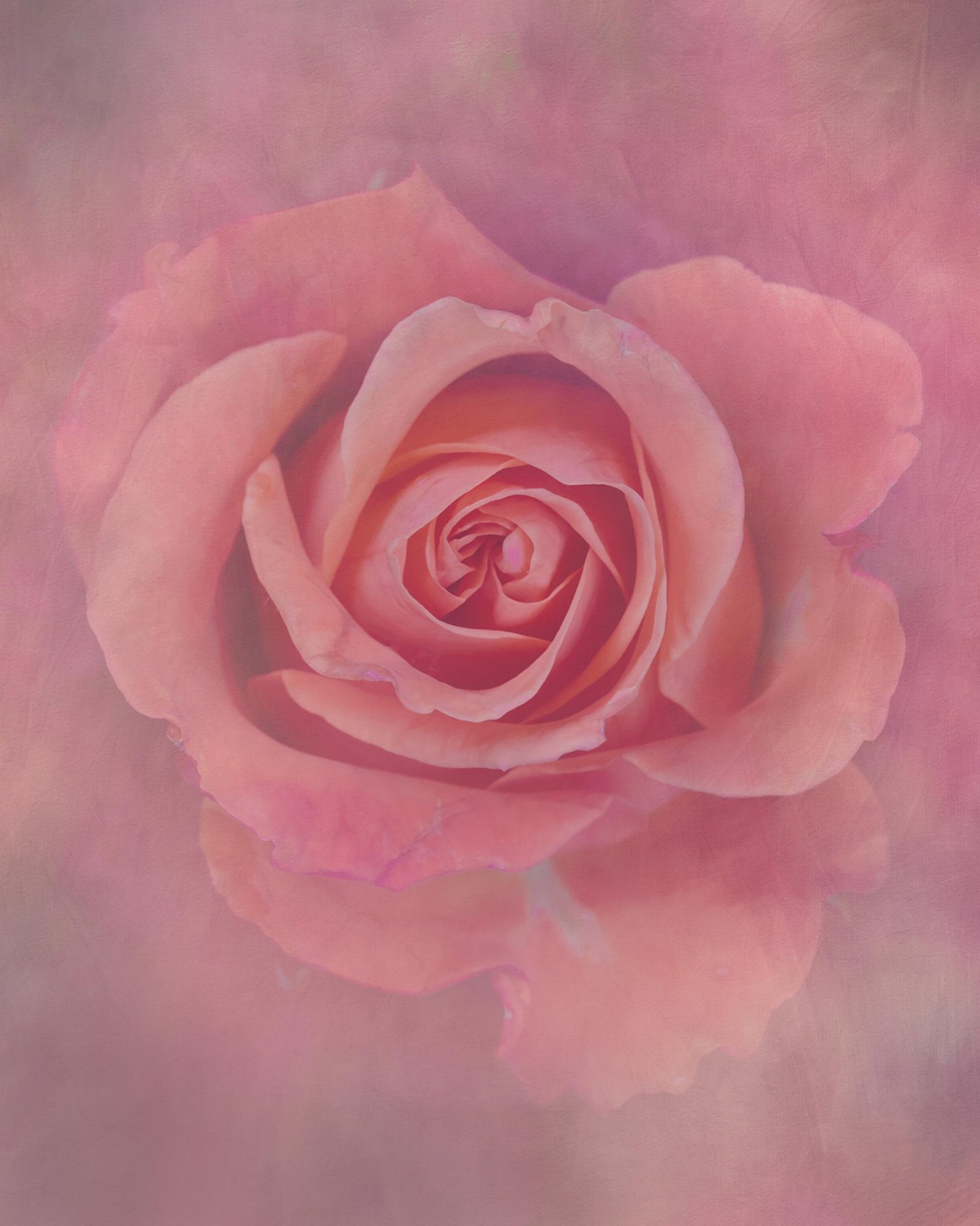 London Photography Awards Winner - Flower Portraits
