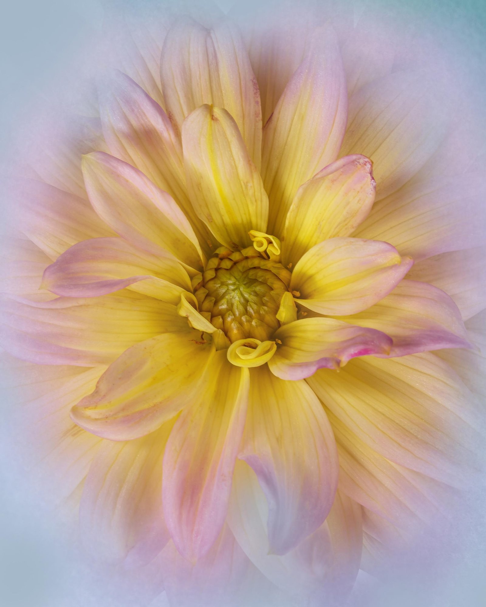 London Photography Awards Winner - Flower Portraits
