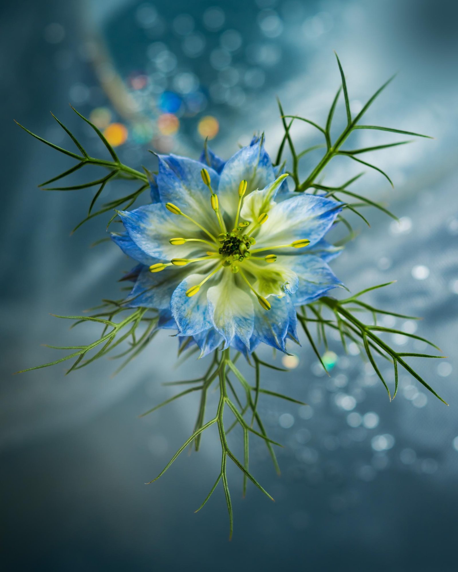 London Photography Awards Winner - Flower Portraits