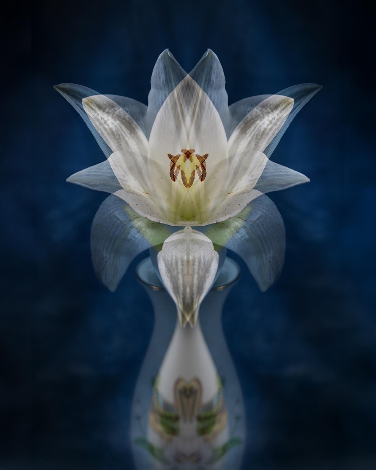 London Photography Awards Winner - Flower Portraits