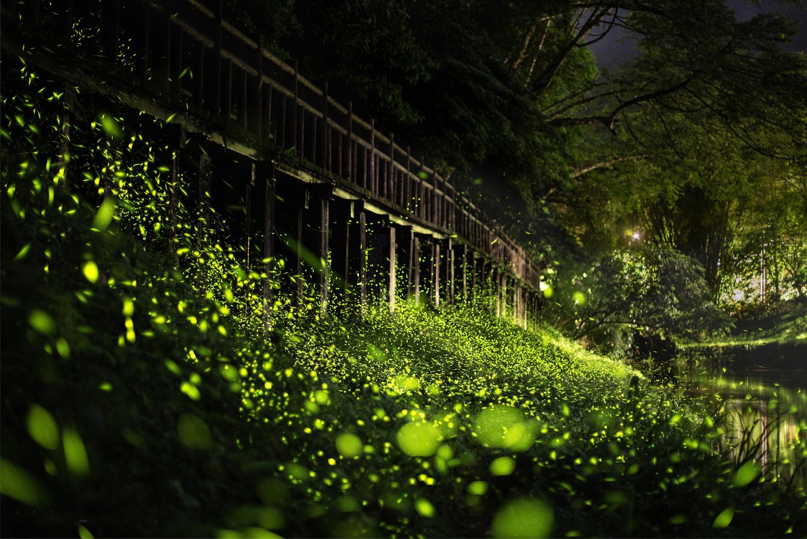 London Photography Awards Winner - Firefly evening party under the wooden bridge