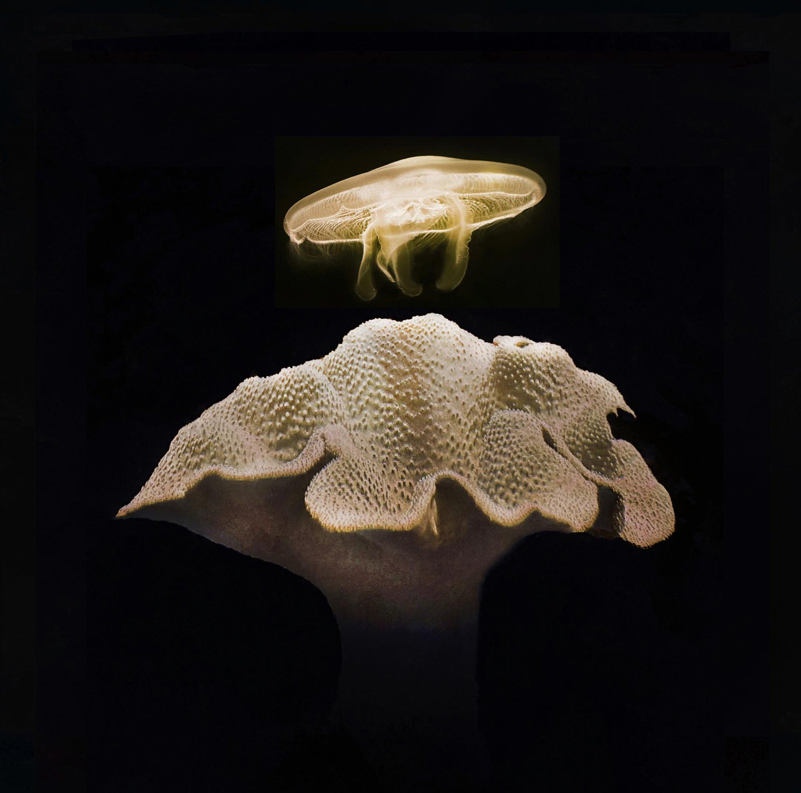 London Photography Awards Winner - The Beauty of the Deep