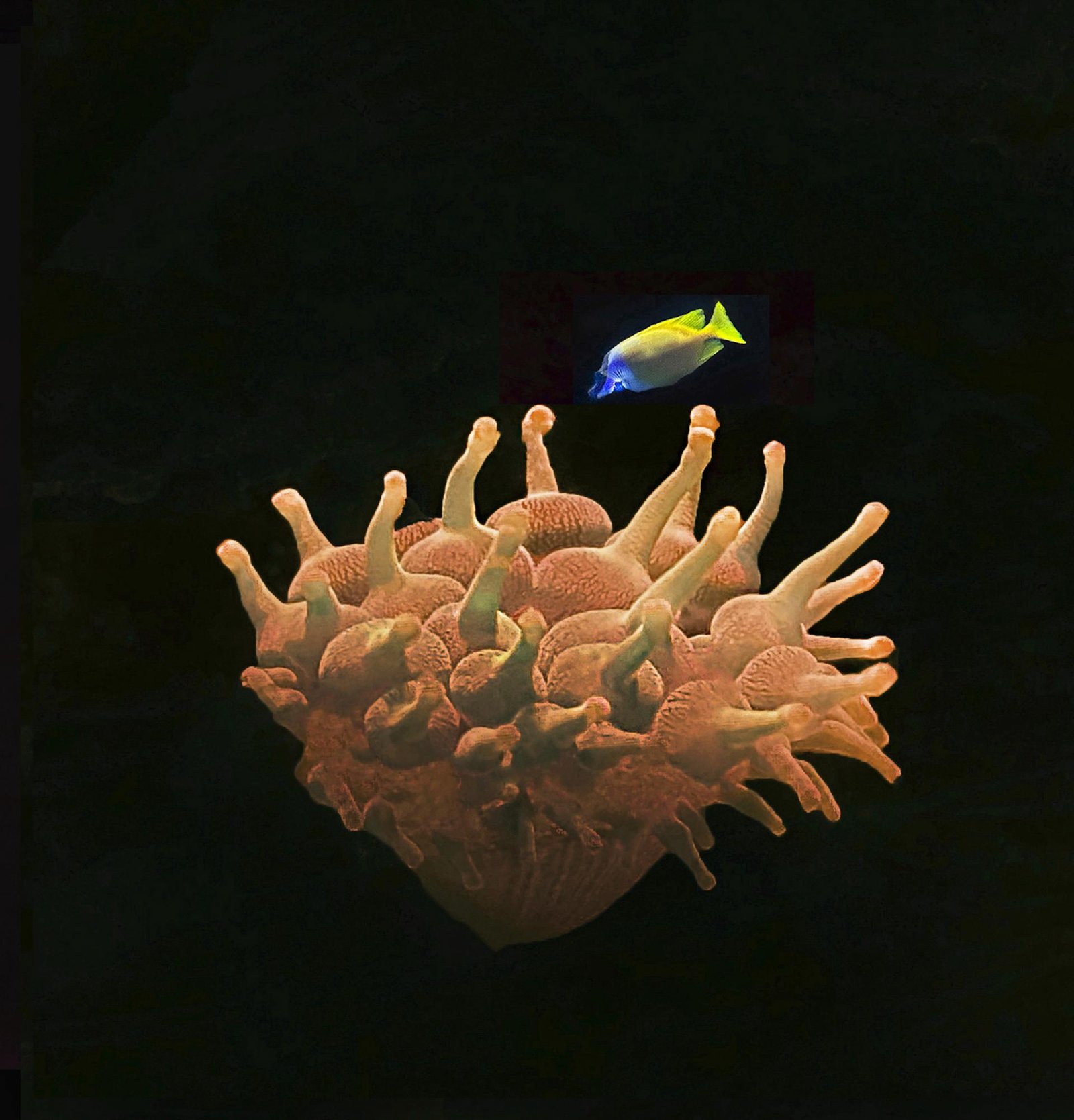 London Photography Awards Winner - The Beauty of the Deep
