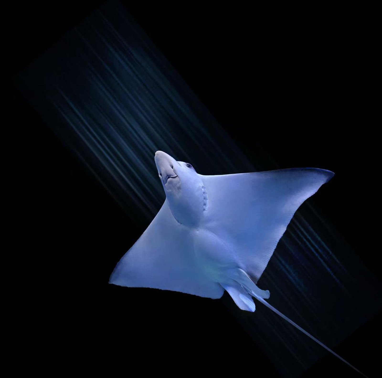 London Photography Awards Winner - The Beauty of the Deep