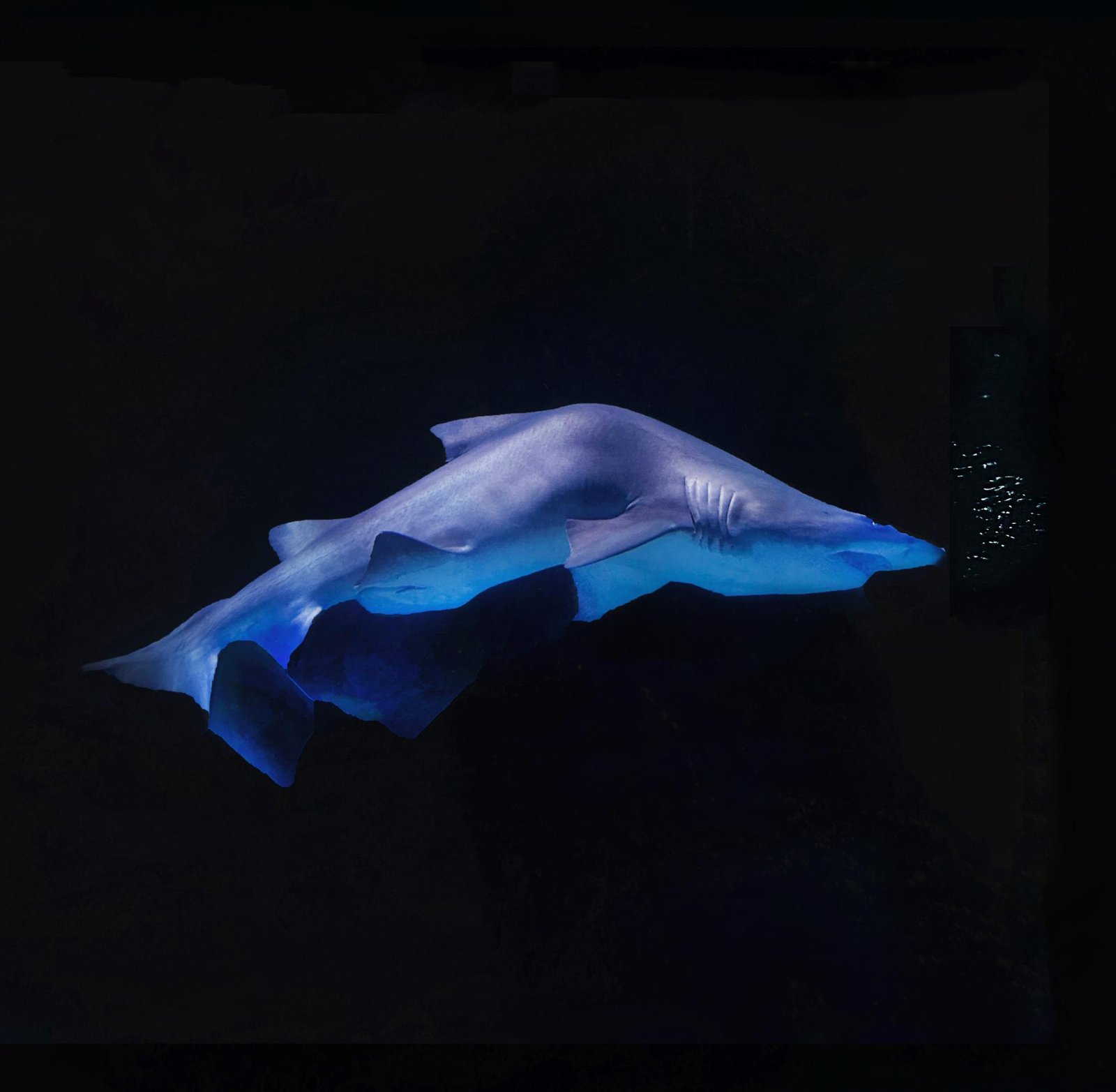 London Photography Awards Winner - The Beauty of the Deep