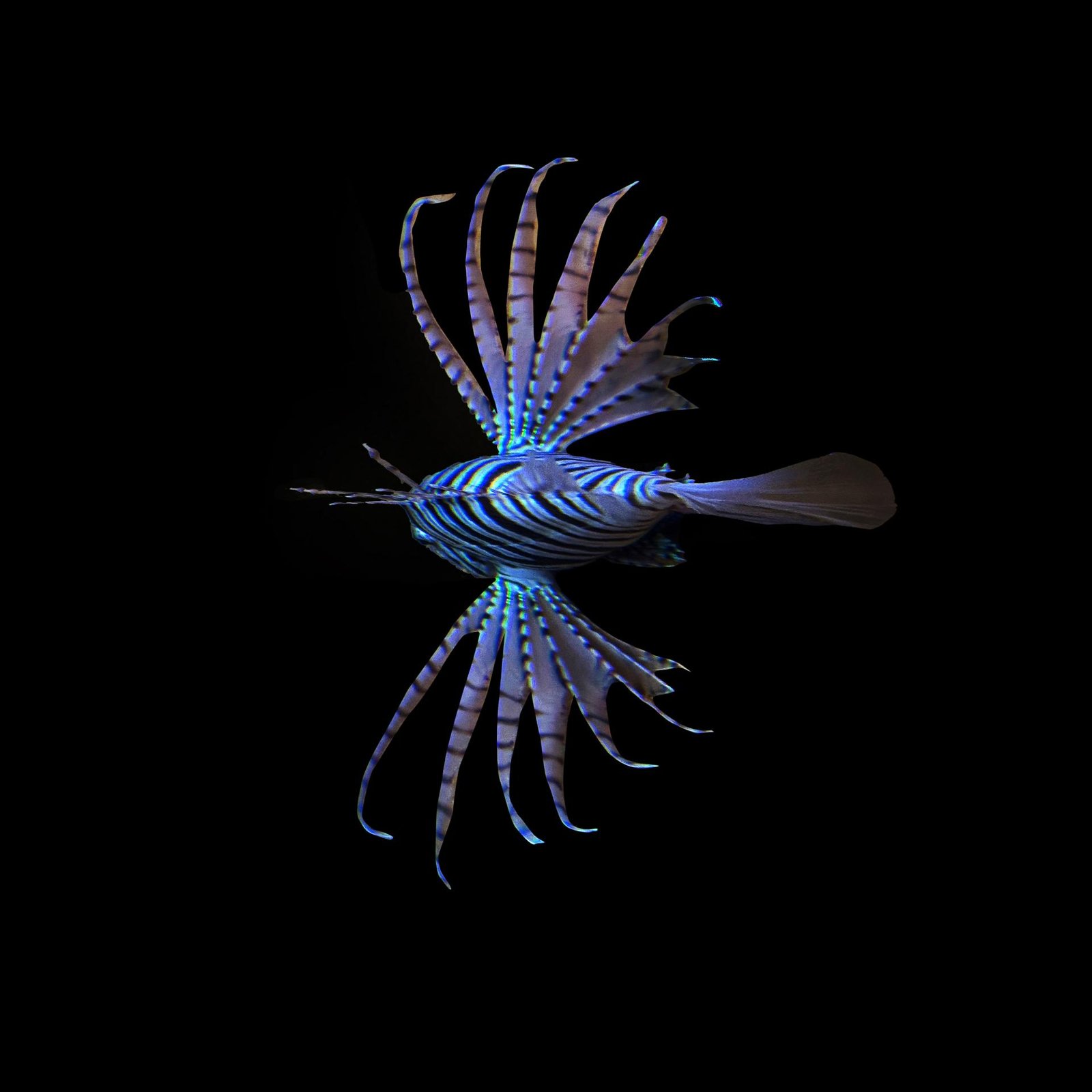 London Photography Awards Winner - The Beauty of the Deep