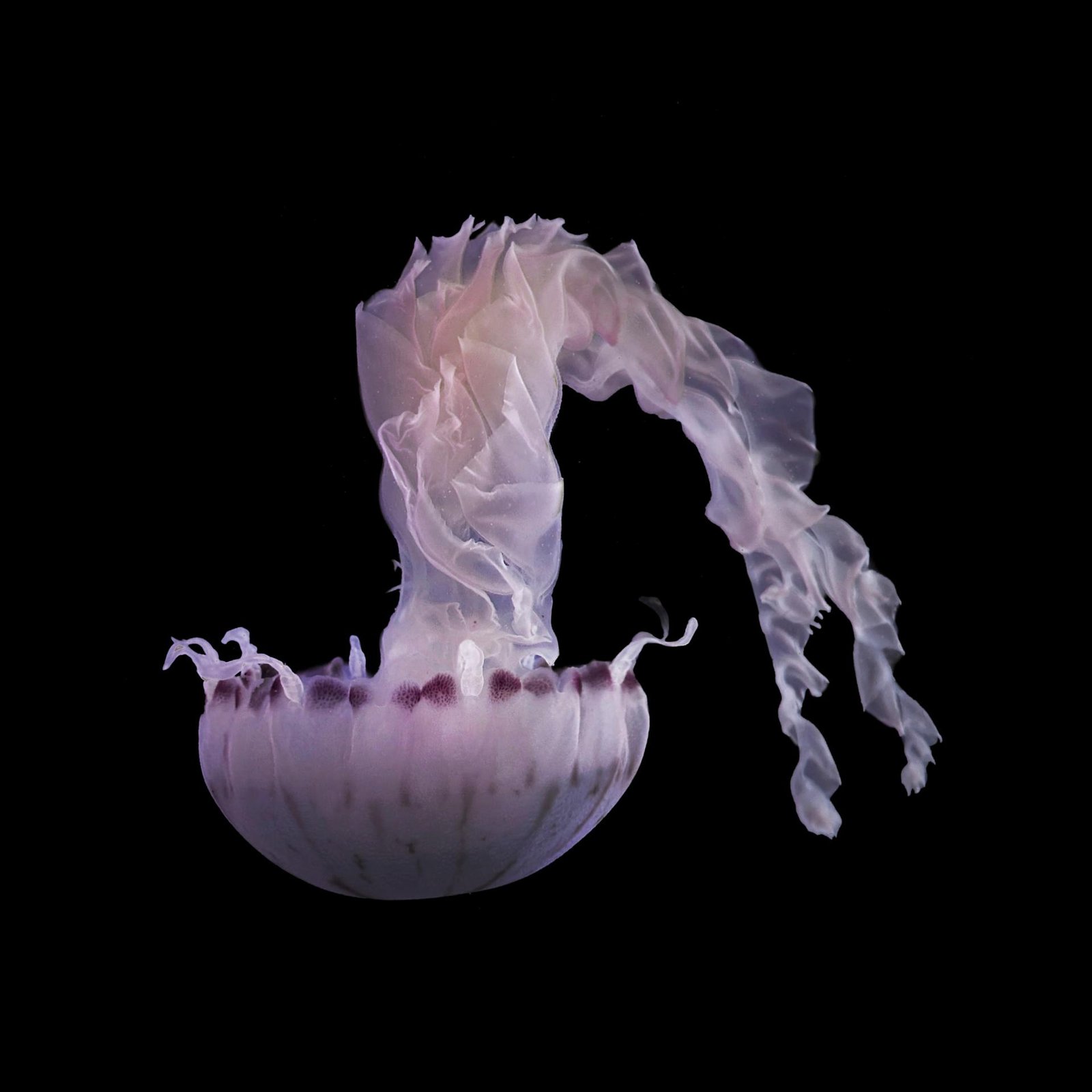 London Photography Awards Winner - The Beauty of the Deep