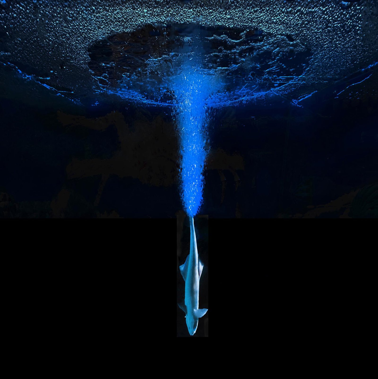 London Photography Awards Winner - The Beauty of the Deep