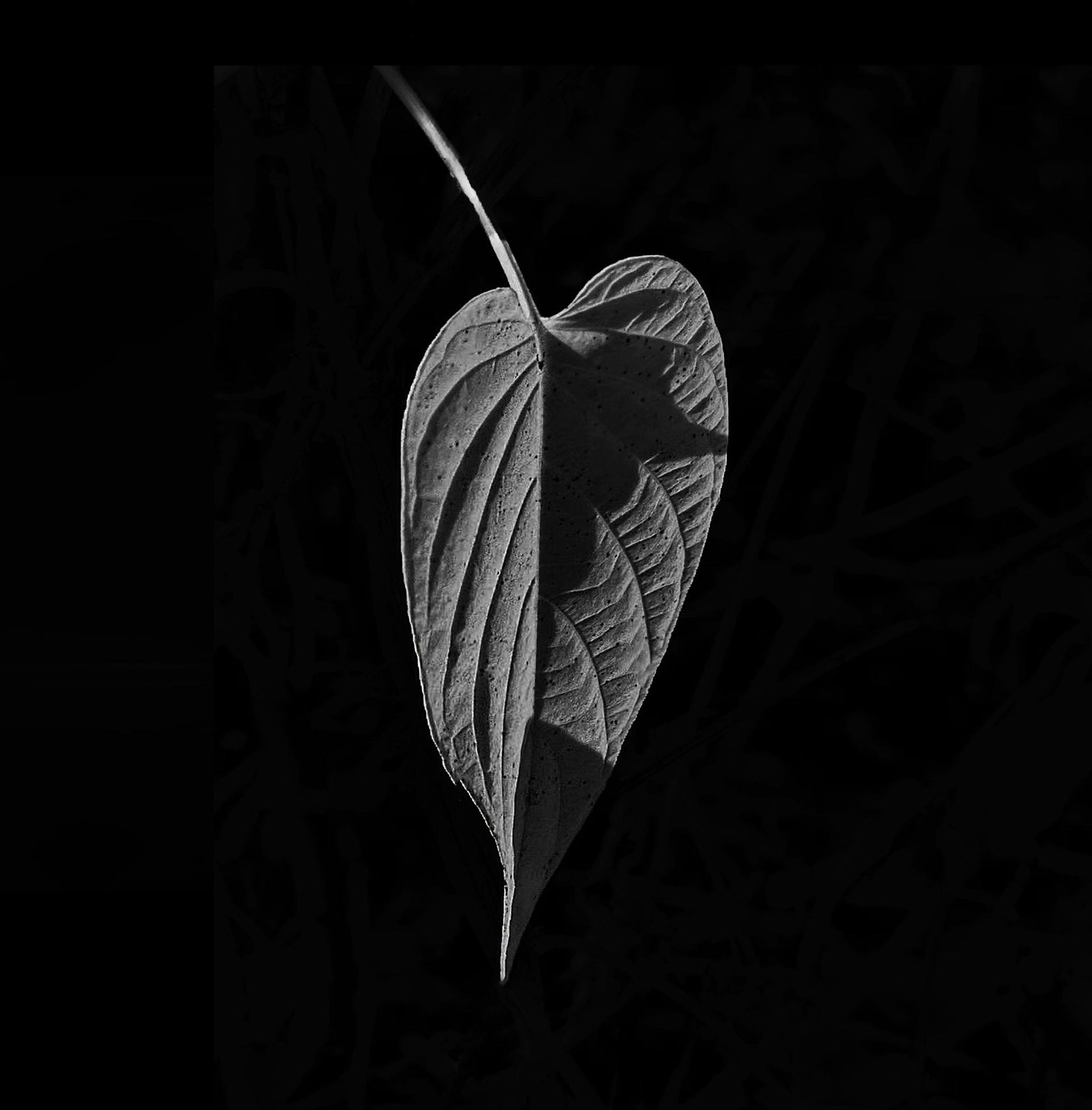 London Photography Awards Winner - Leaf of Life