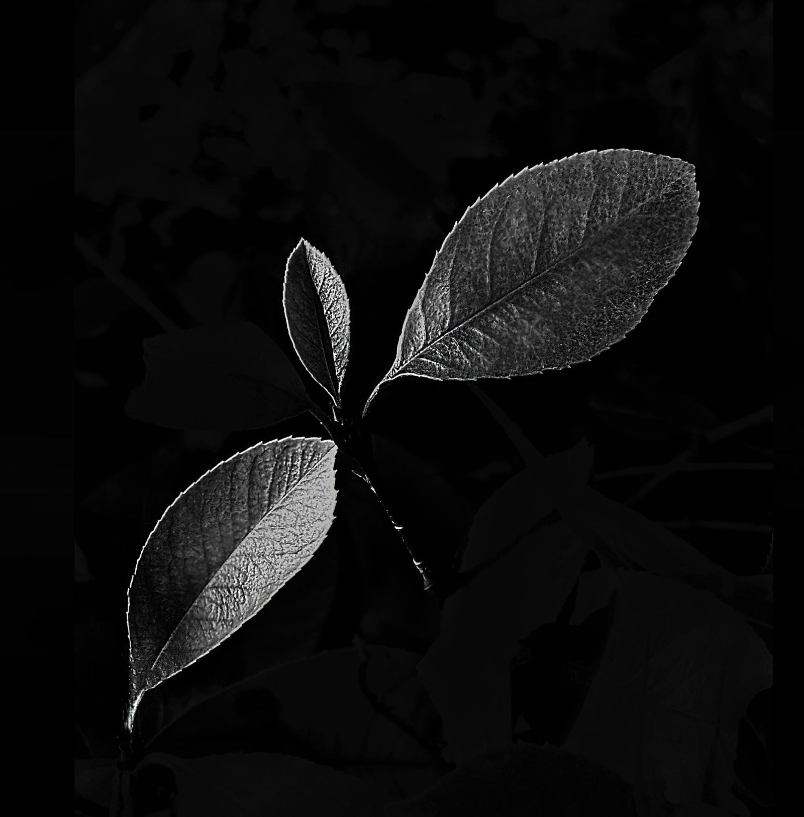 London Photography Awards Winner - Leaf of Life