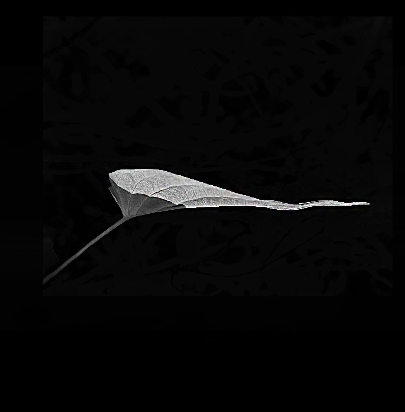 London Photography Awards Winner - Leaf of Life